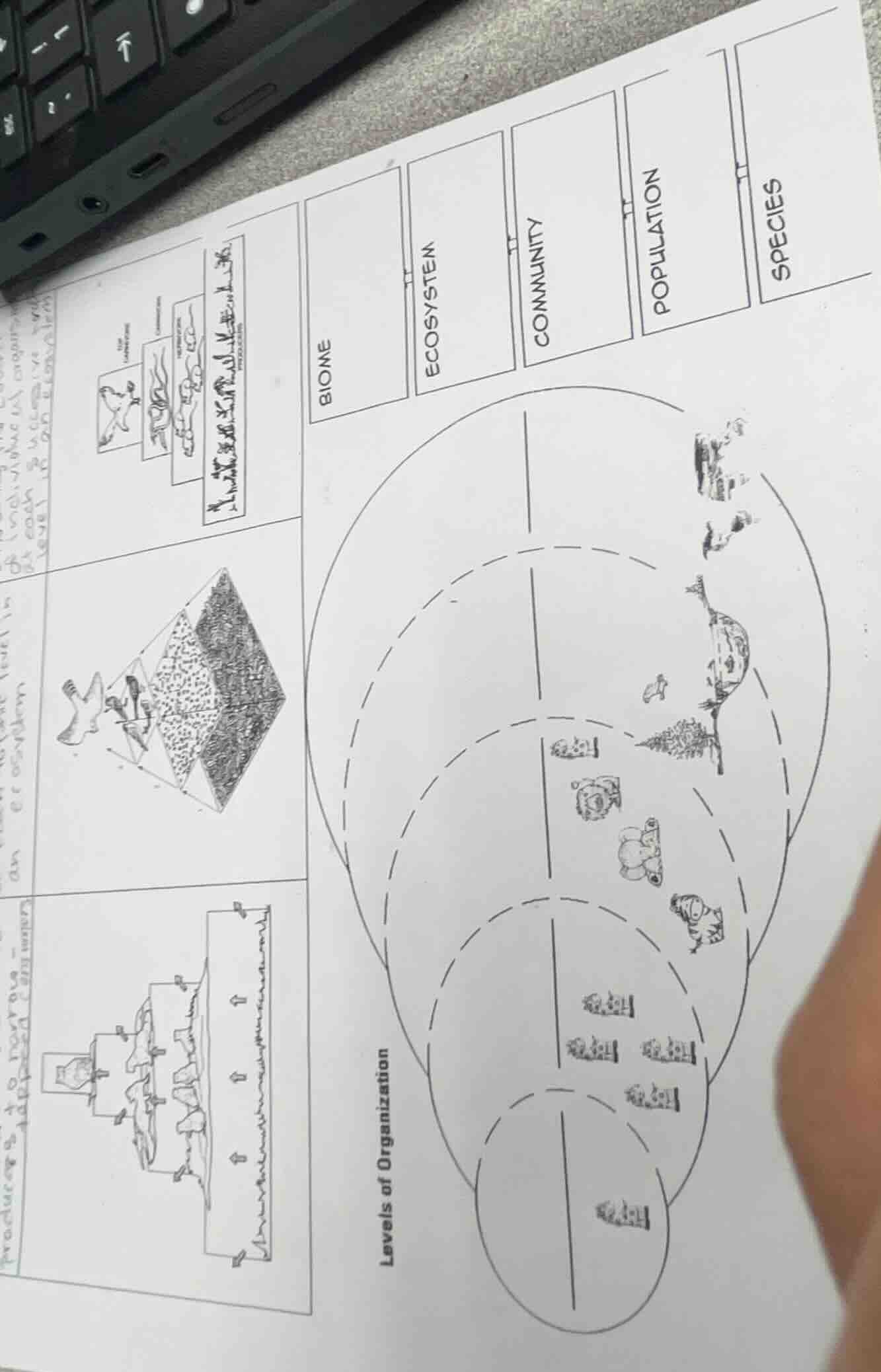 levels of organization biome ecosystem community population species