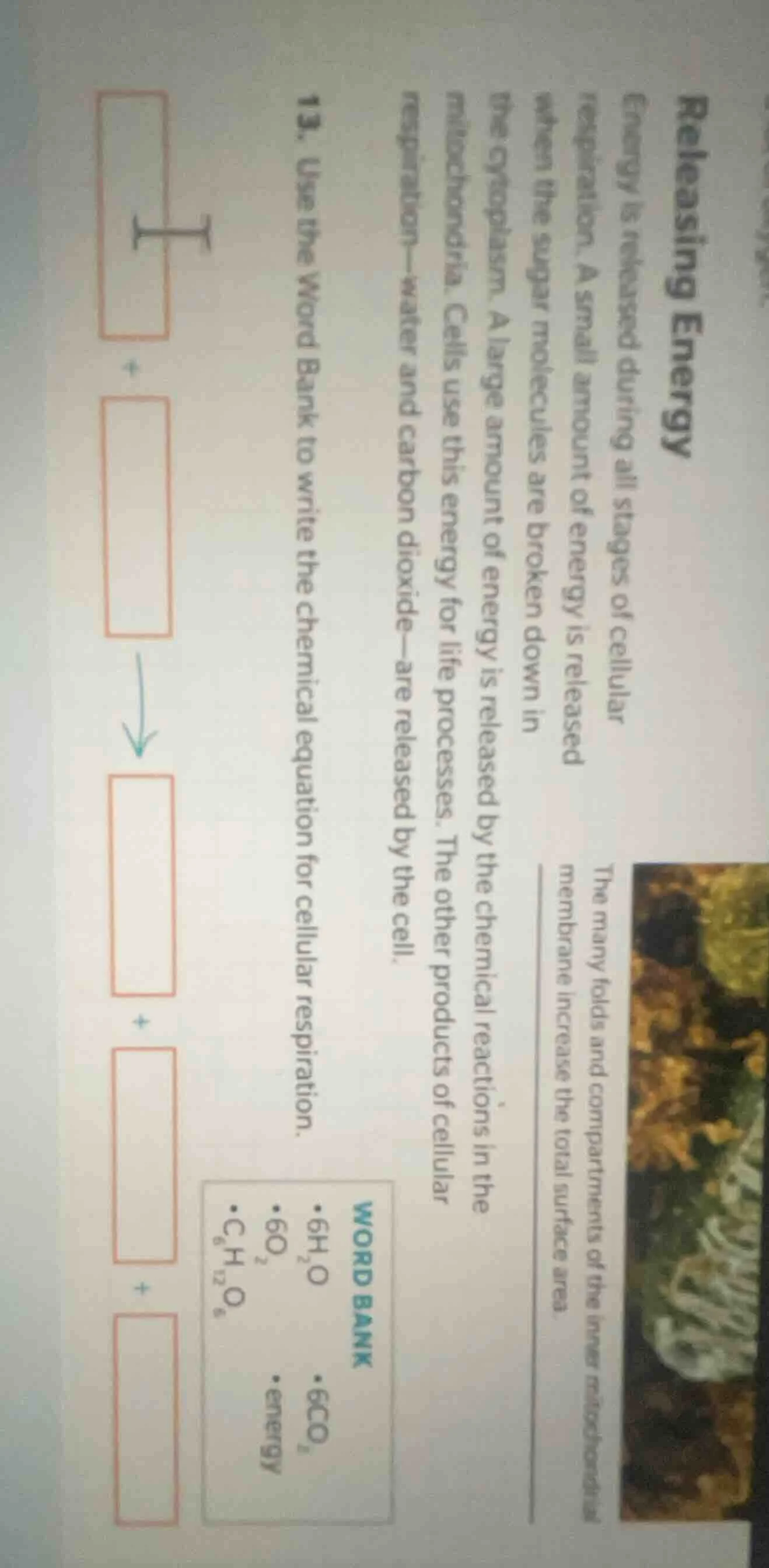 releasing energy energy is released during all stages of cellular respi…