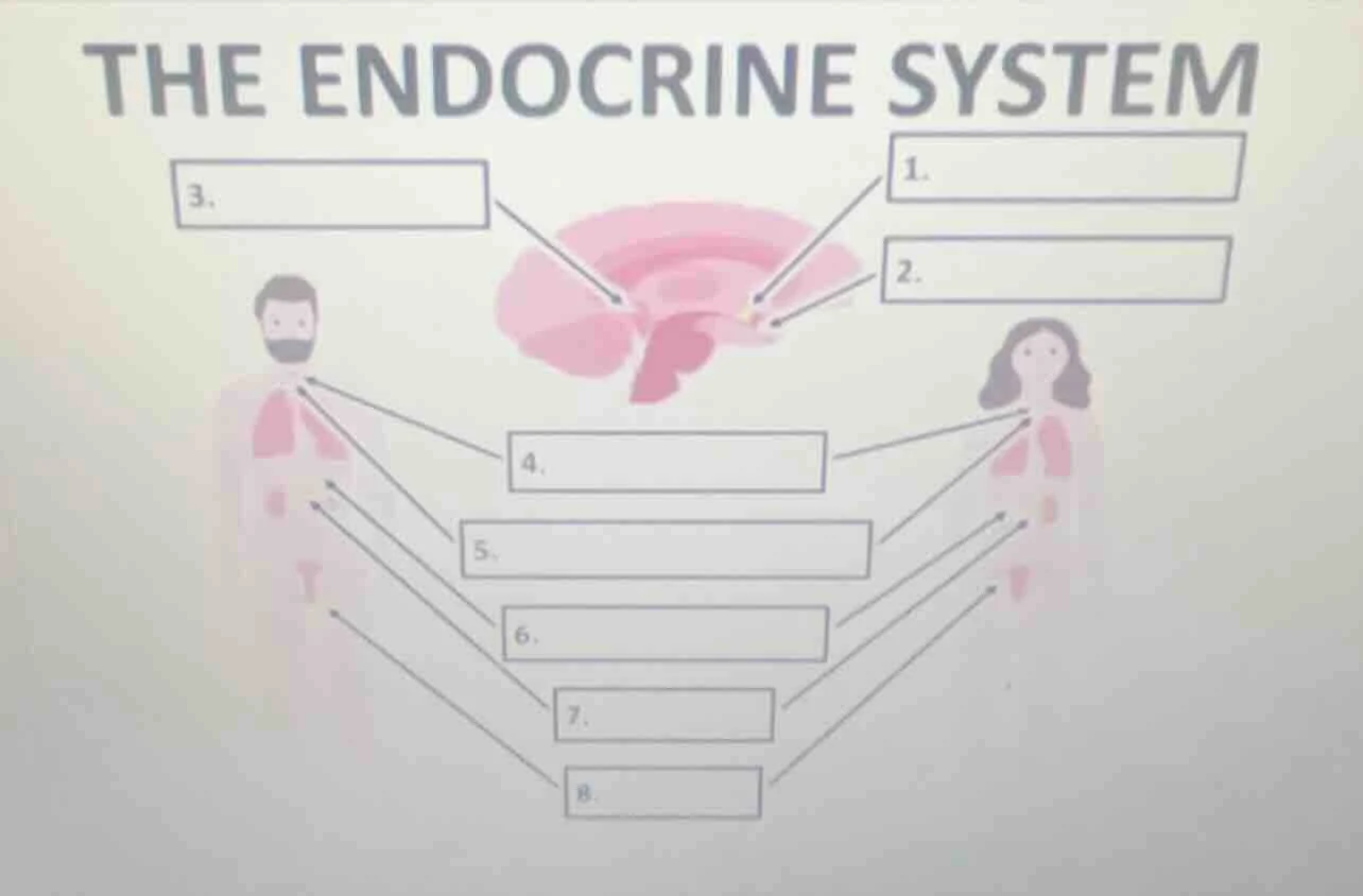 the endocrine system 3. 1. 2. 4. 5. 6. 7. 8.