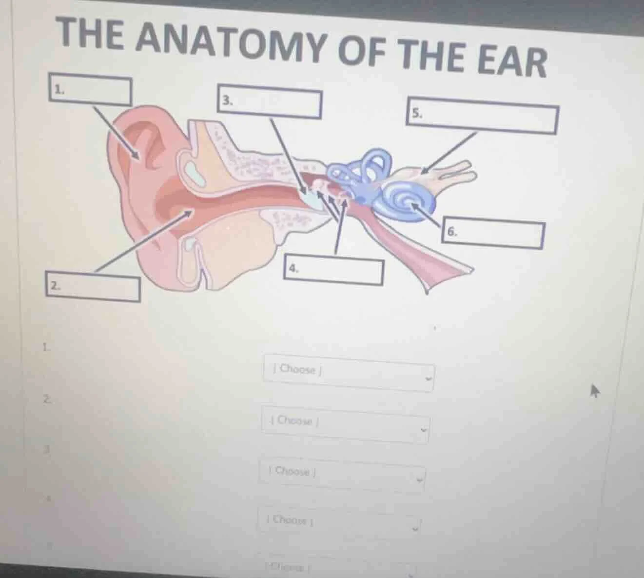 the anatomy of the ear 1. 3. 5. 2. 4. 6. 1. choose 2. choose 3. choose …