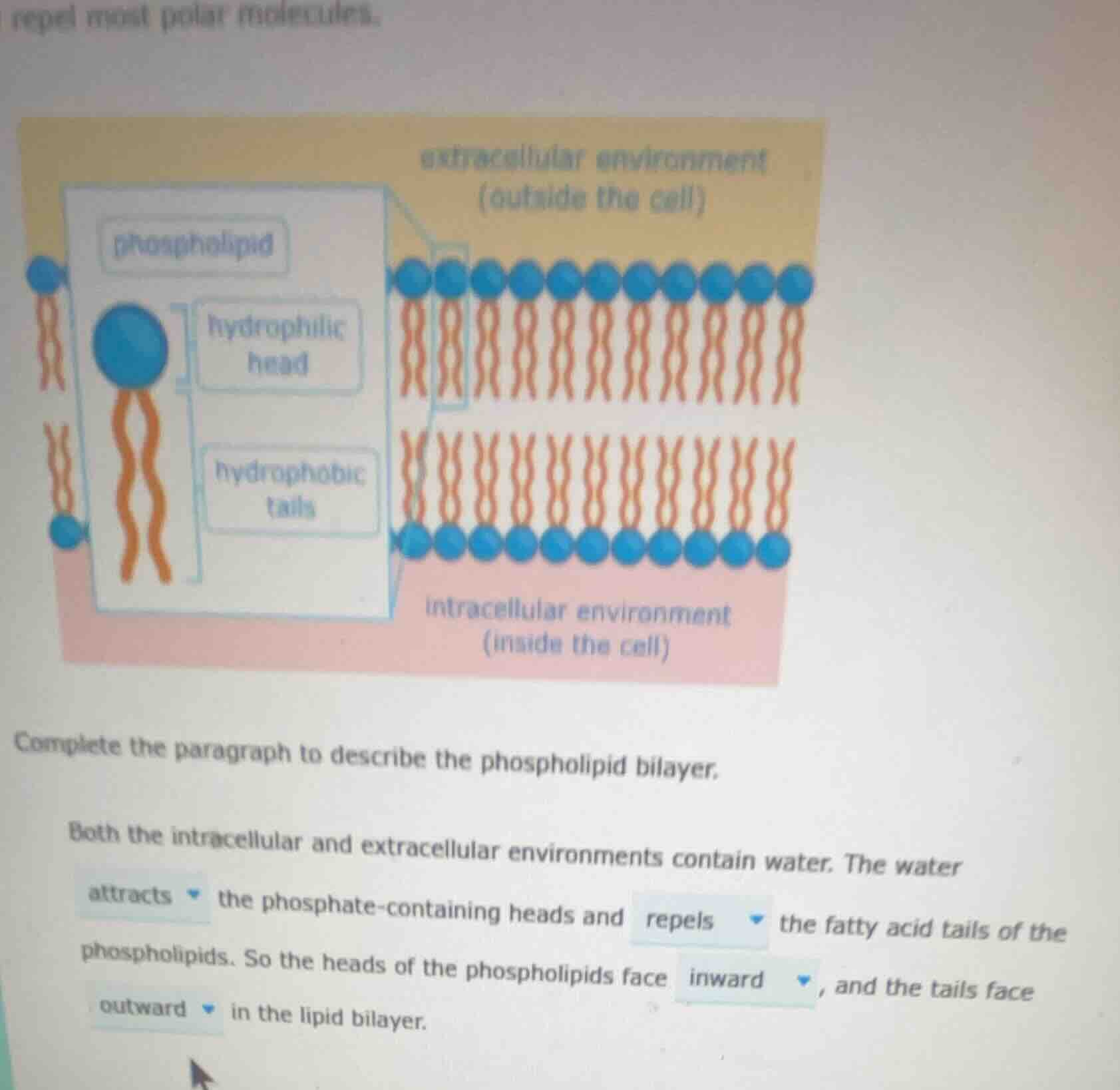 repel most polar molecules. complete the paragraph to describe the phos…