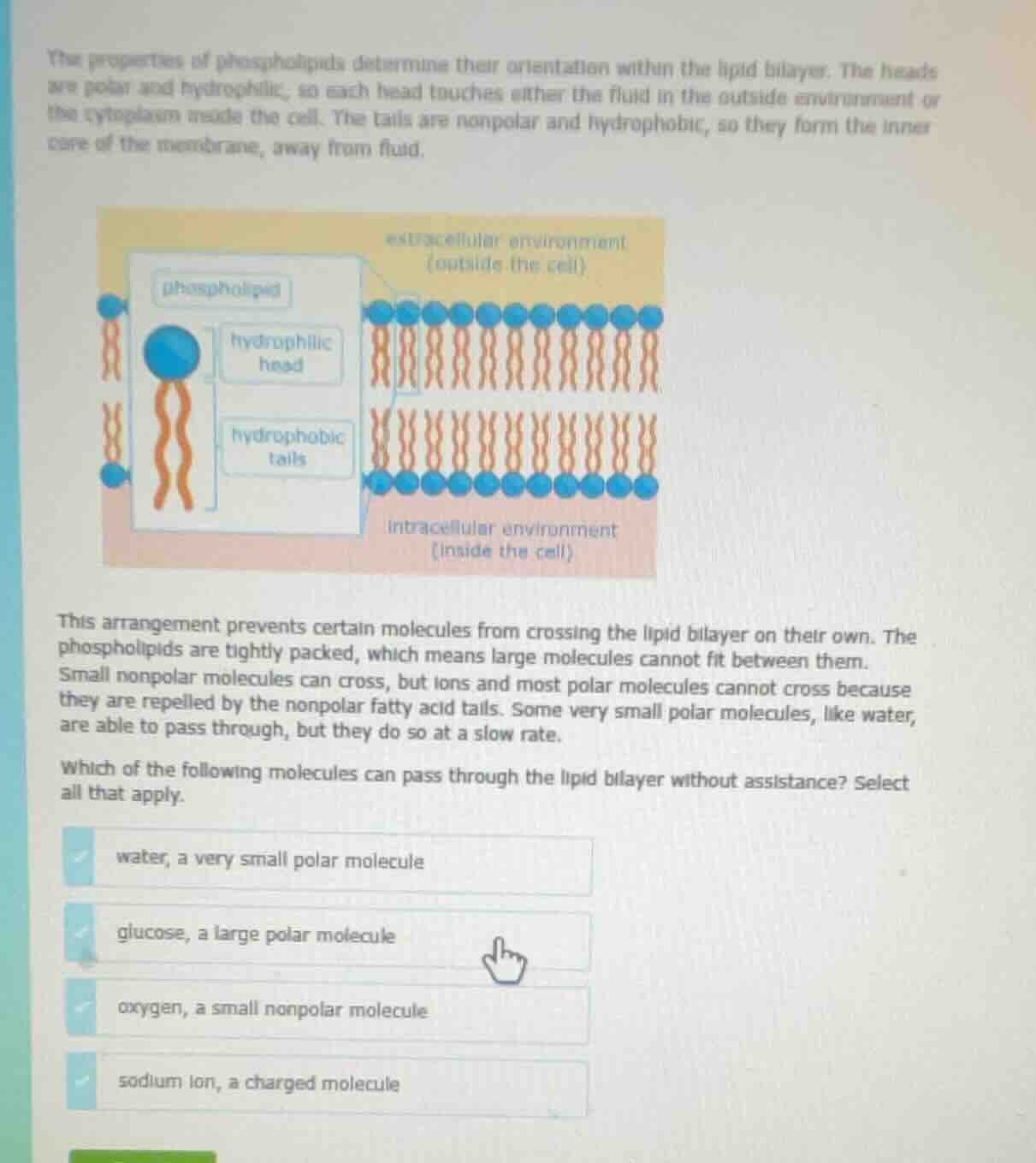 the properties of phospholipids determine their orientation within the …