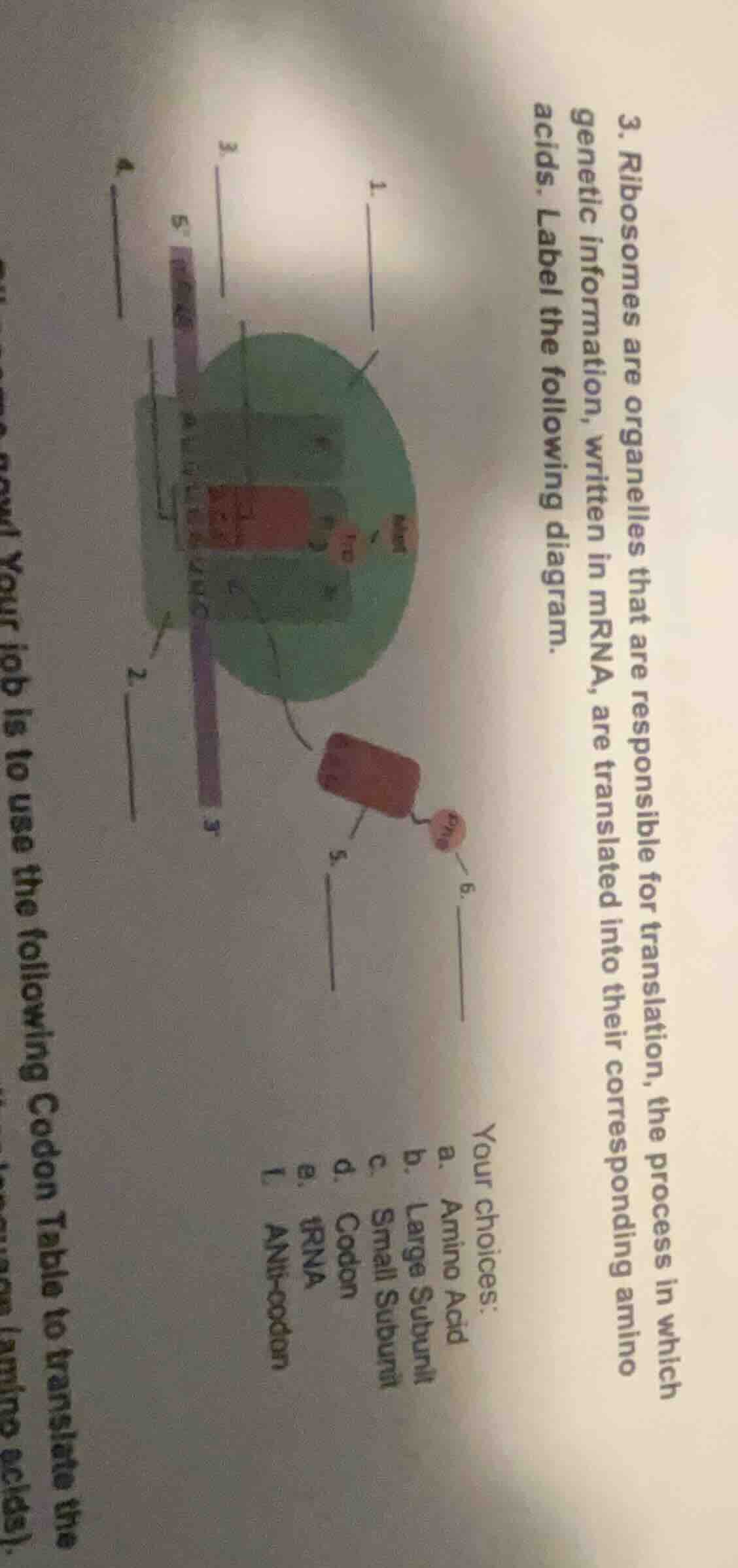 3. ribosomes are organelles that are responsible for translation, the p…