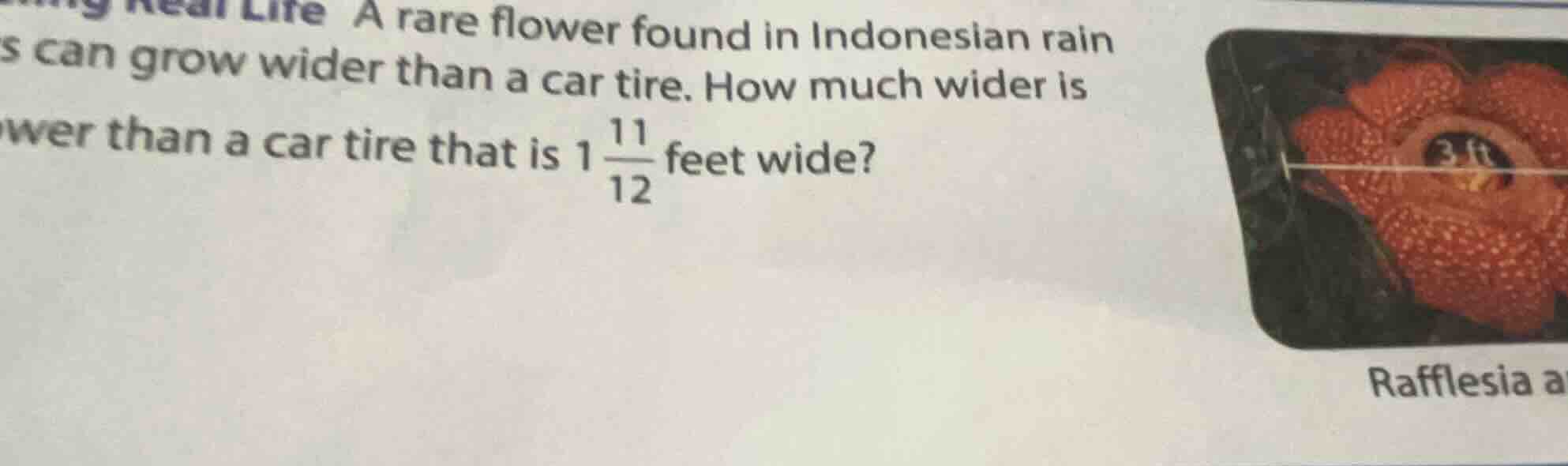 a rare flower found in indonesian rain s can grow wider than a car tire…