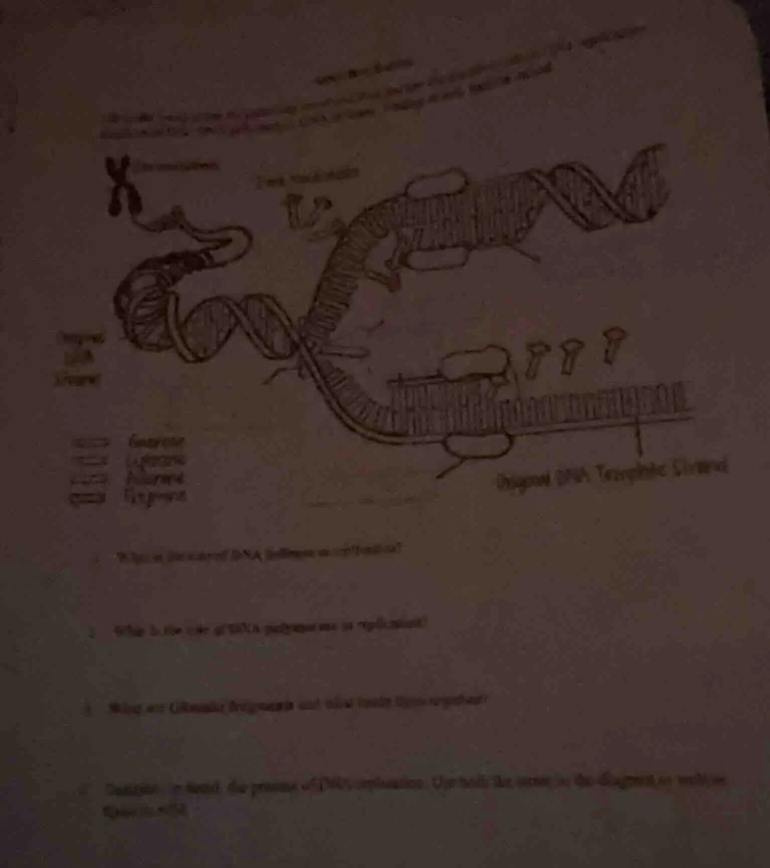 1. what is the role of dna helicase in replication? 2. what is the role…