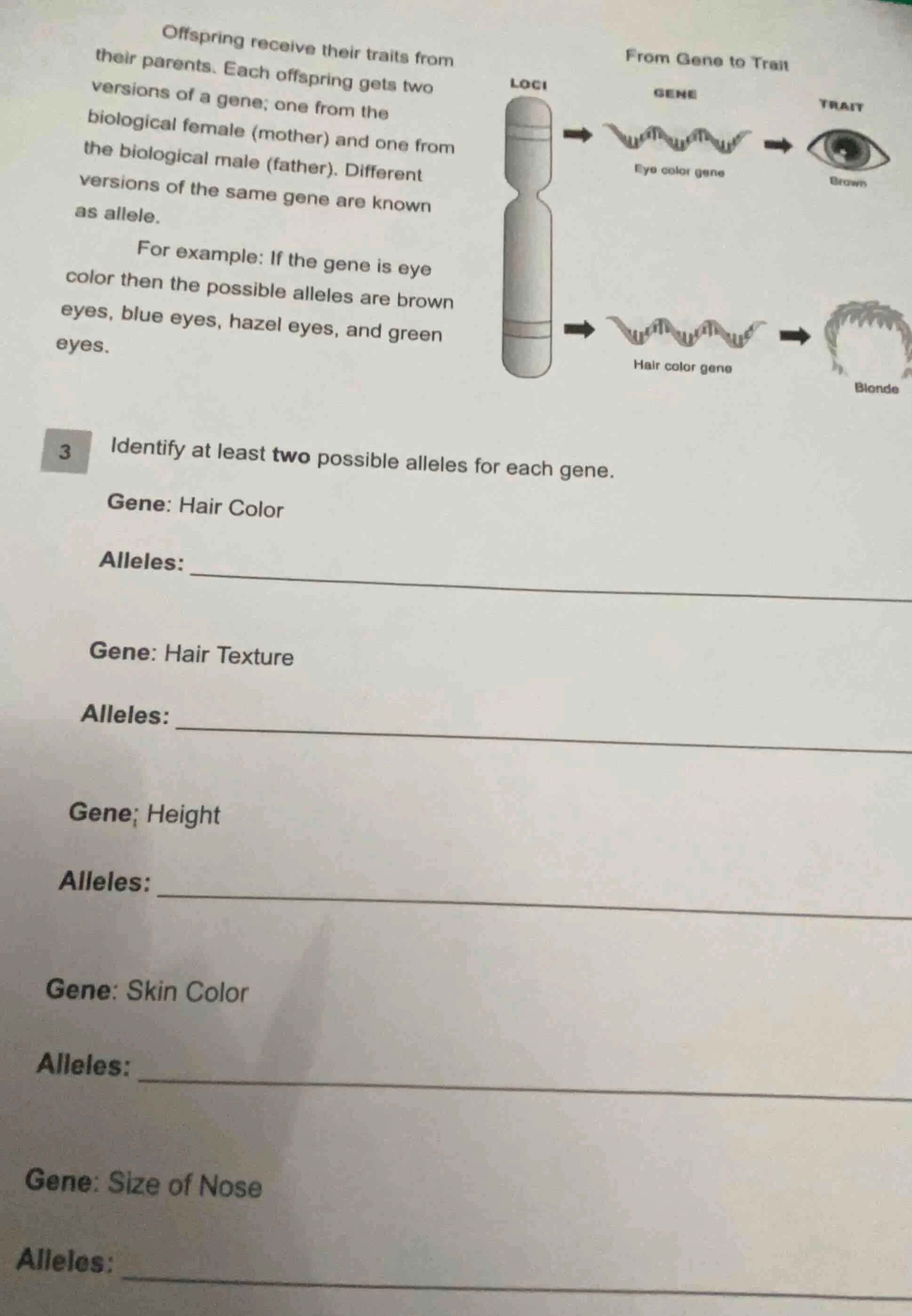 offspring receive their traits from their parents. each offspring gets …