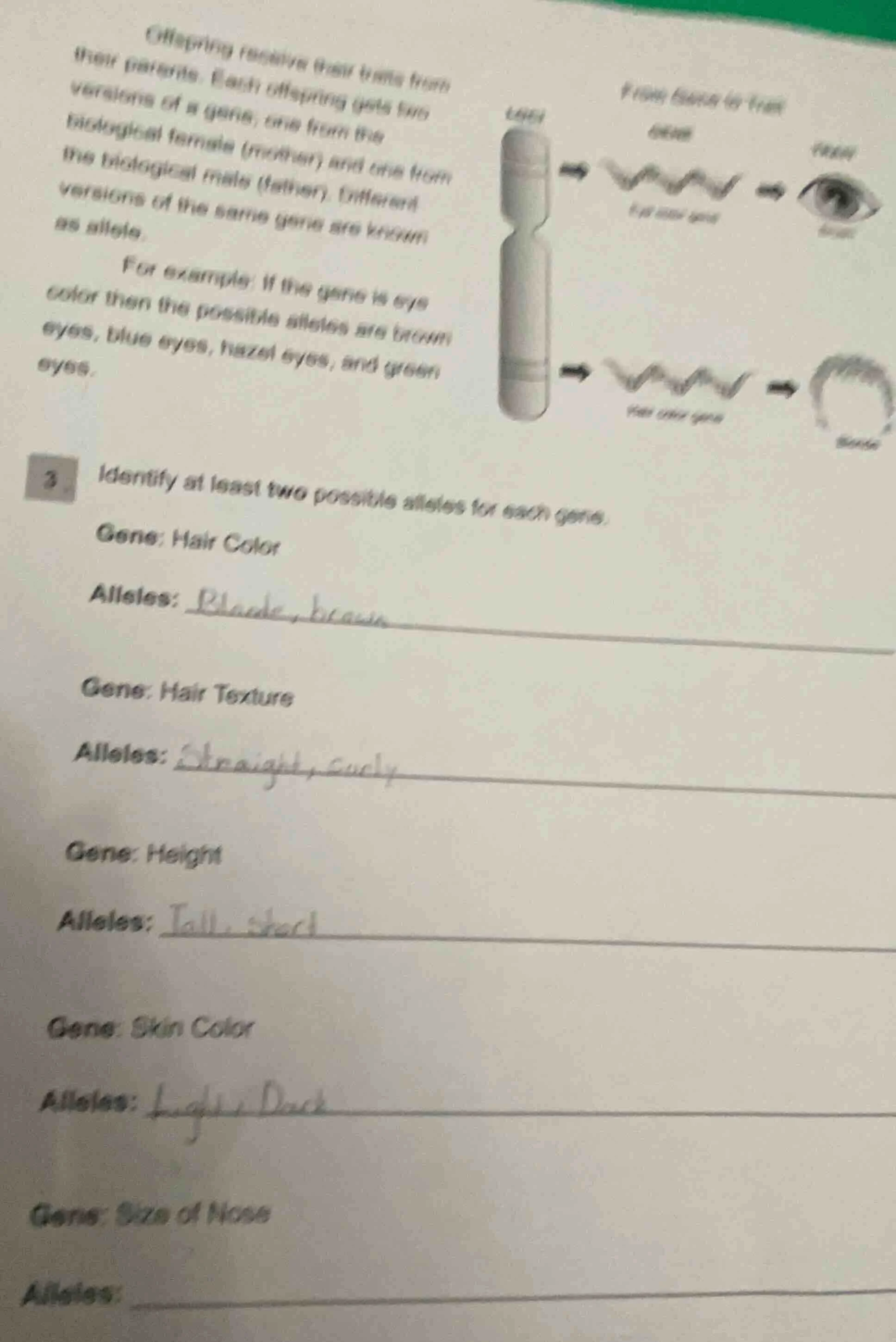 offspring receive their traits from their parents. each offspring gets …