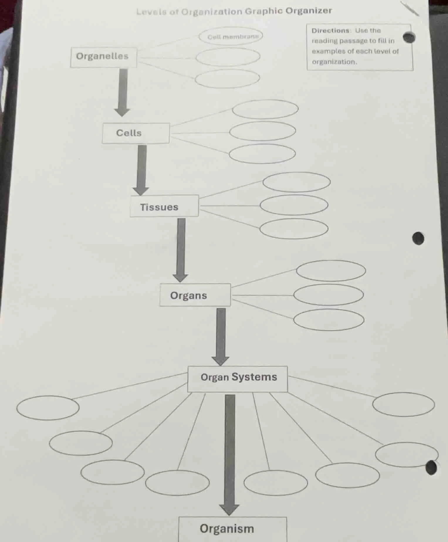 levels of organization graphic organizer organelles cell membrane cells…
