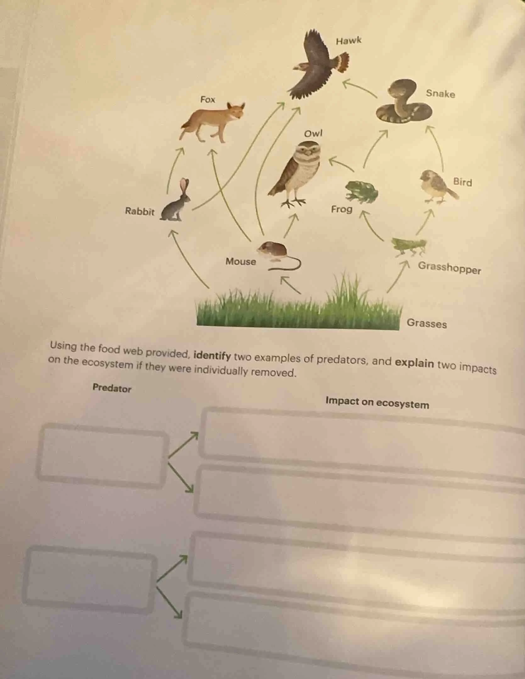 using the food web provided, identify two examples of predators, and ex…