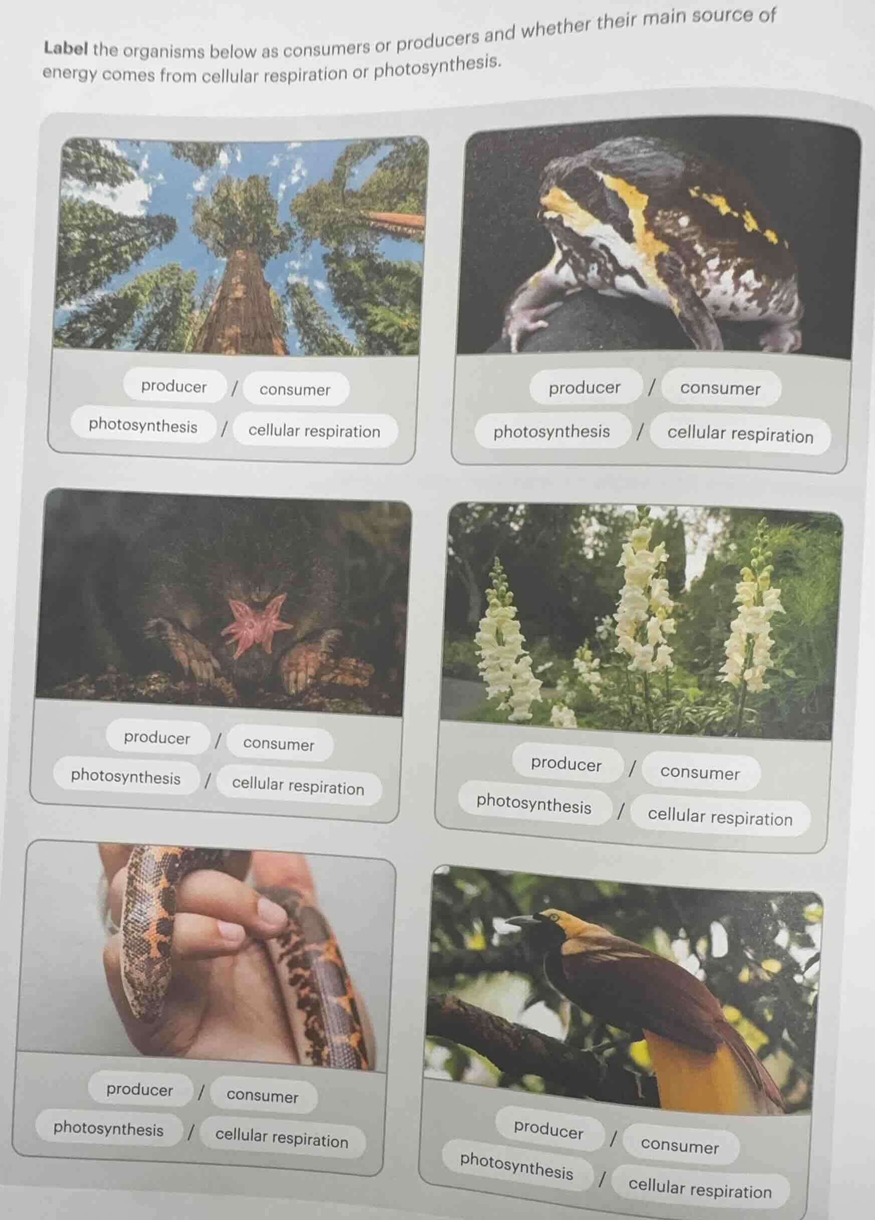 label the organisms below as consumers or producers and whether their m…