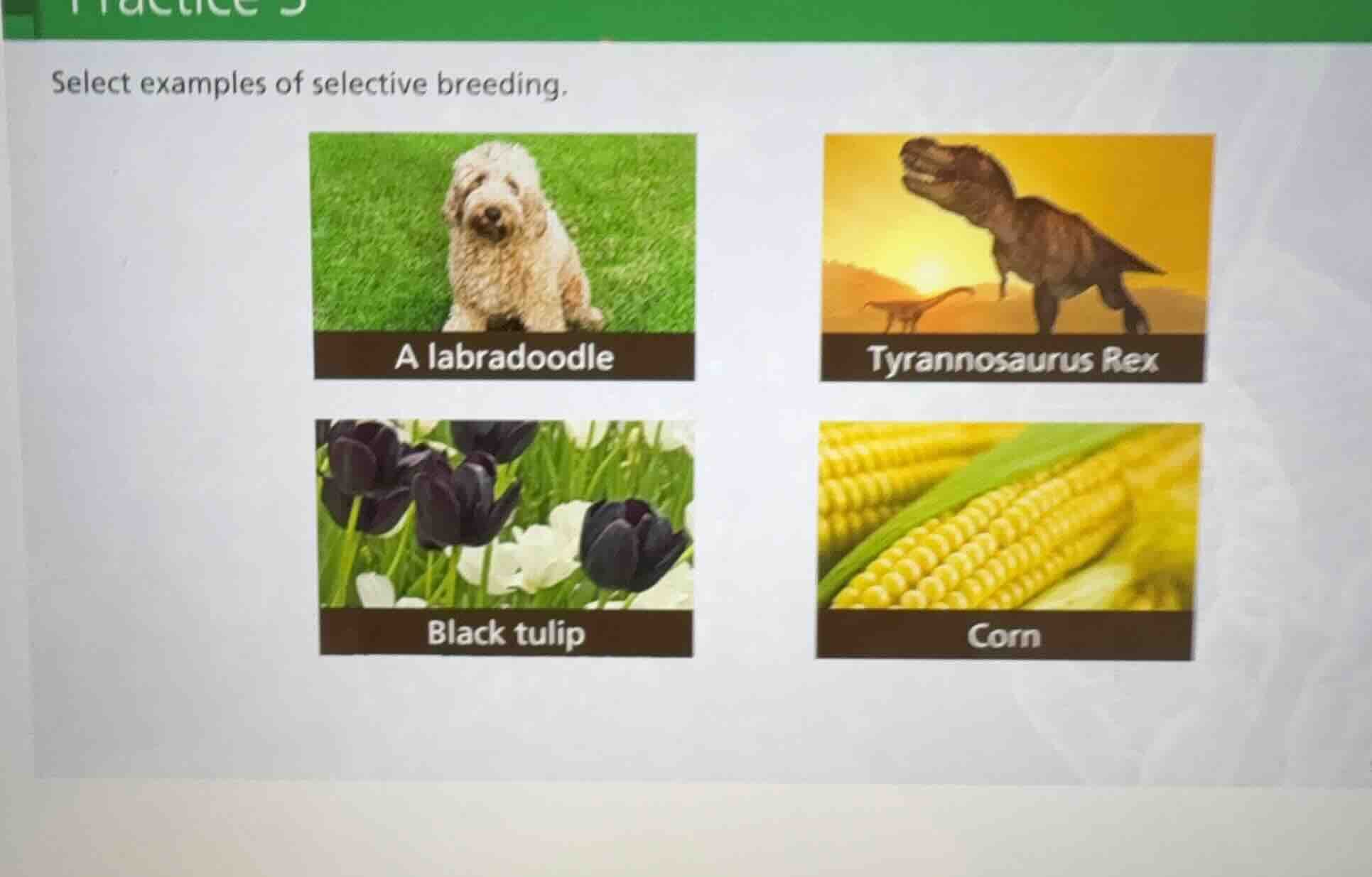 select examples of selective breeding. a labradoodle tyrannosaurus rex …