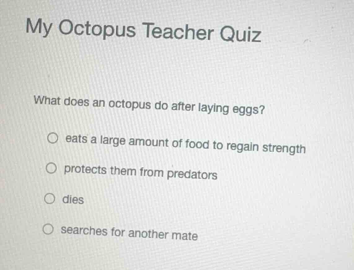 my octopus teacher quiz what does an octopus do after laying eggs? eats…