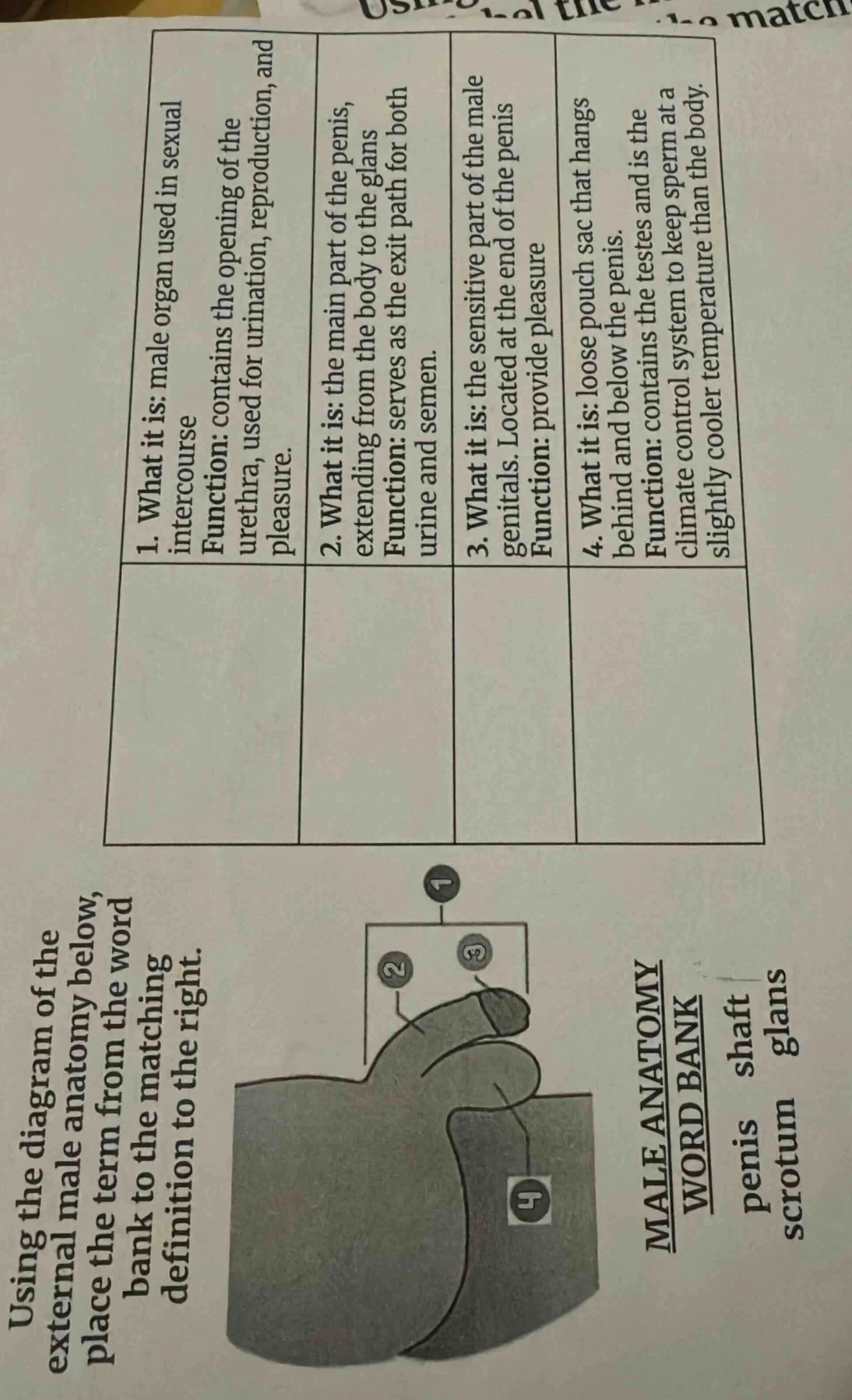 using the diagram of the external male anatomy below, place the term fr…