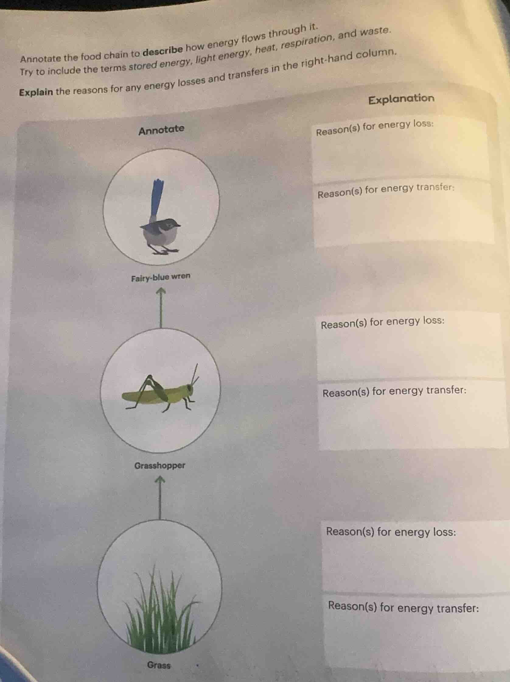 annotate the food chain to describe how energy flows through it. try to…