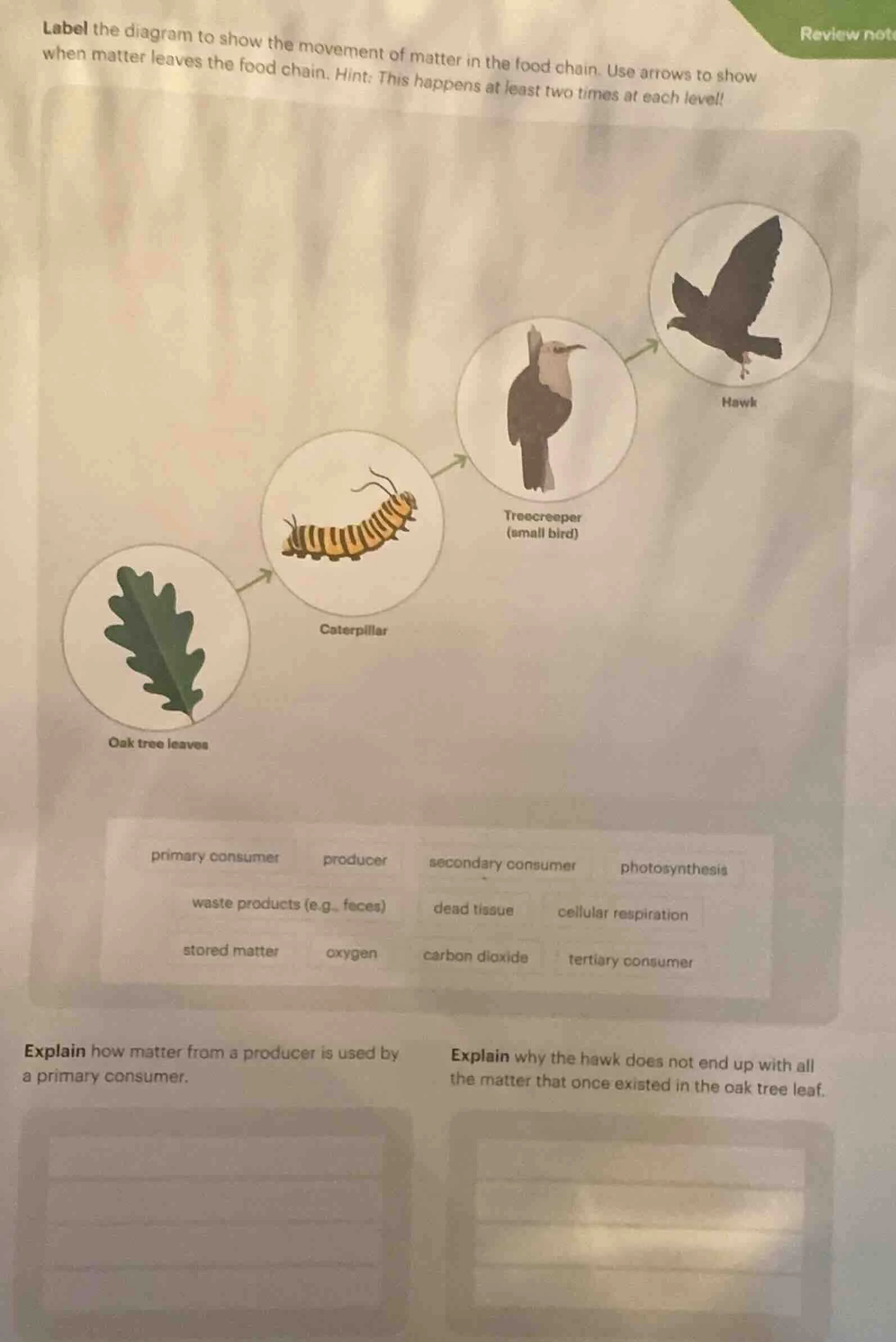 label the diagram to show the movement of matter in the food chain. use…