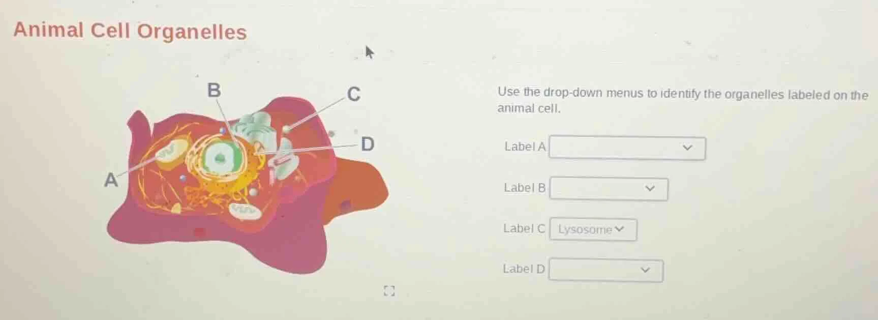 animal cell organelles use the drop - down menus to identify the organe…