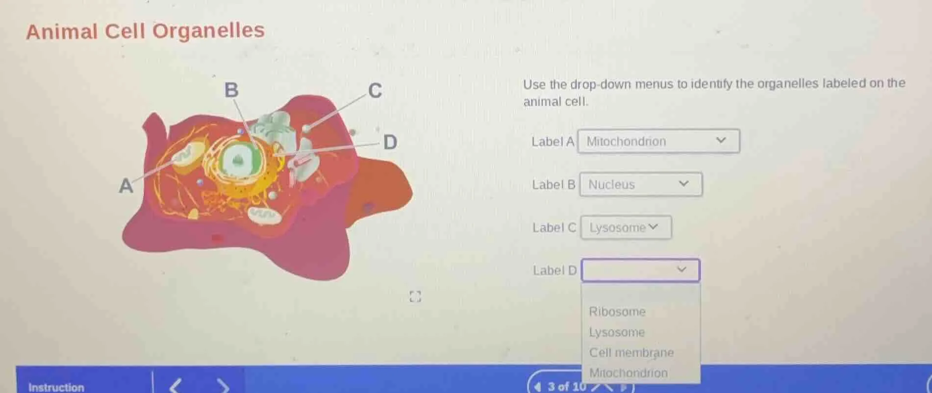animal cell organelles use the drop - down menus to identify the organe…