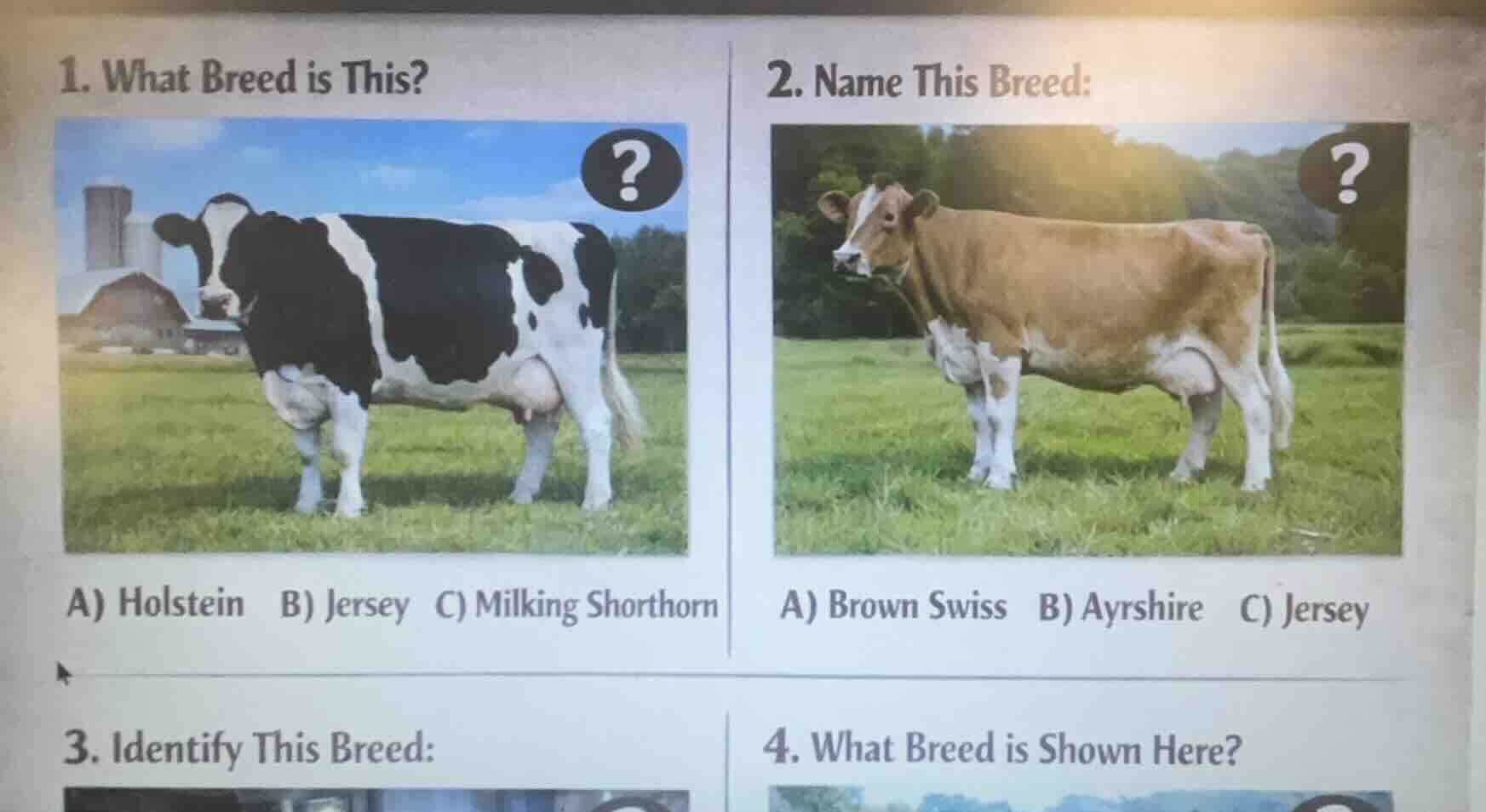 1. what breed is this? a) holstein b) jersey c) milking shorthorn 2. na…