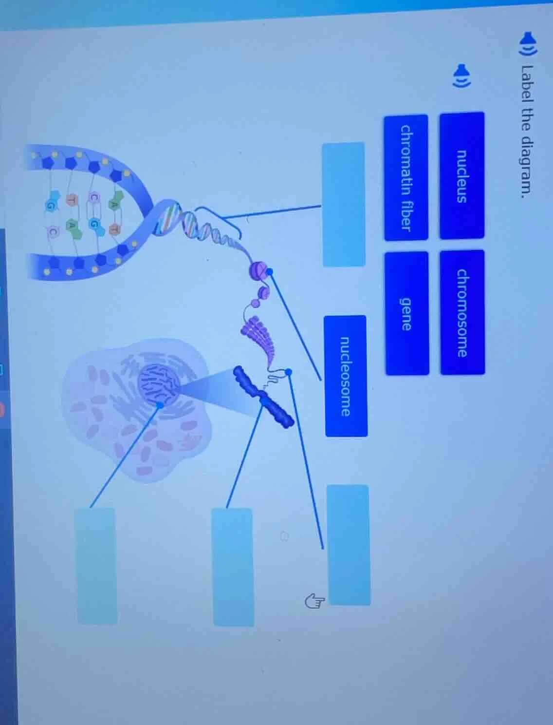 label the diagram. diagram of dna, nucleosome, chromatin fiber, chromos…