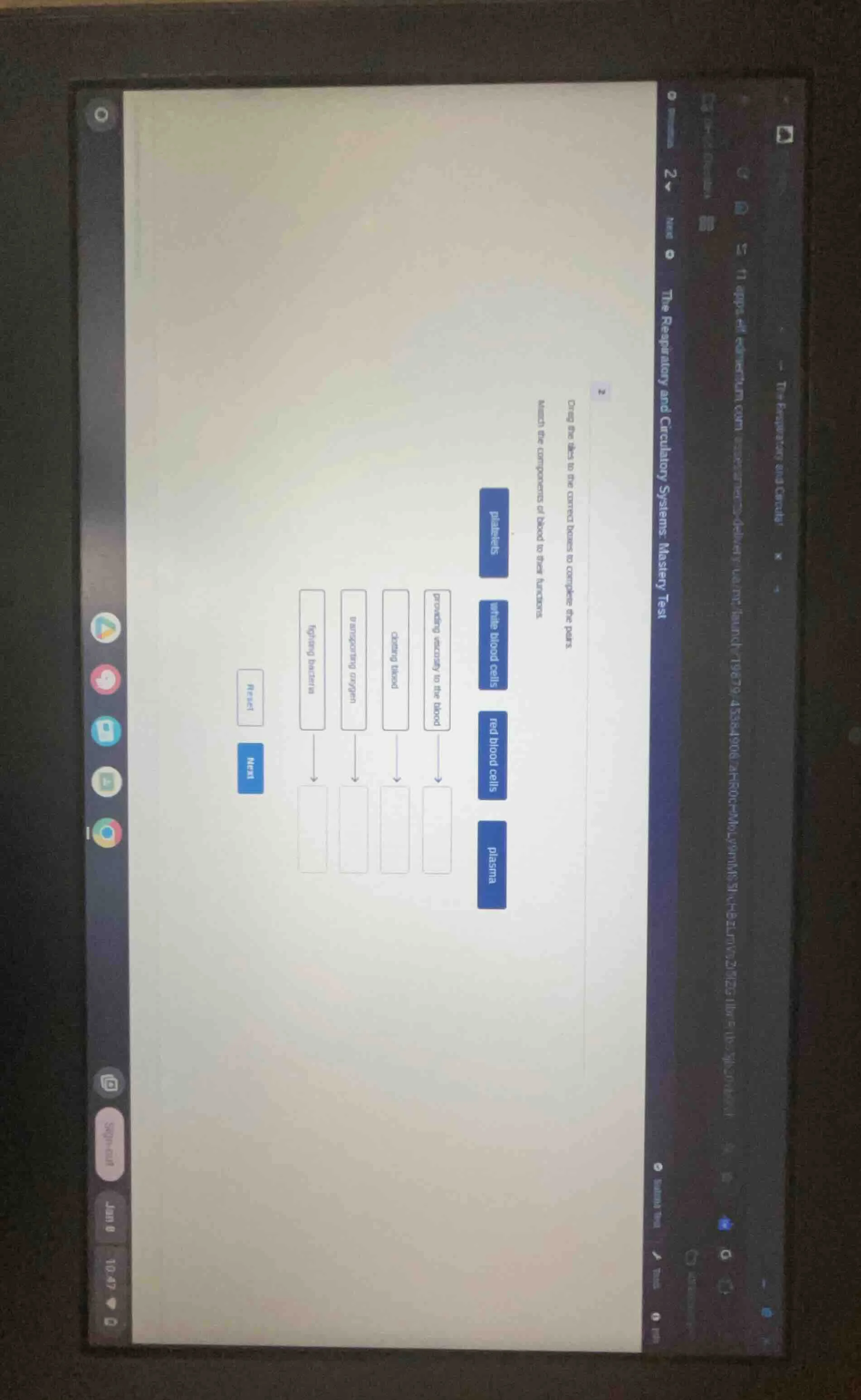 the respiratory and circulatory systems: mastery test 2 drag the tiles …