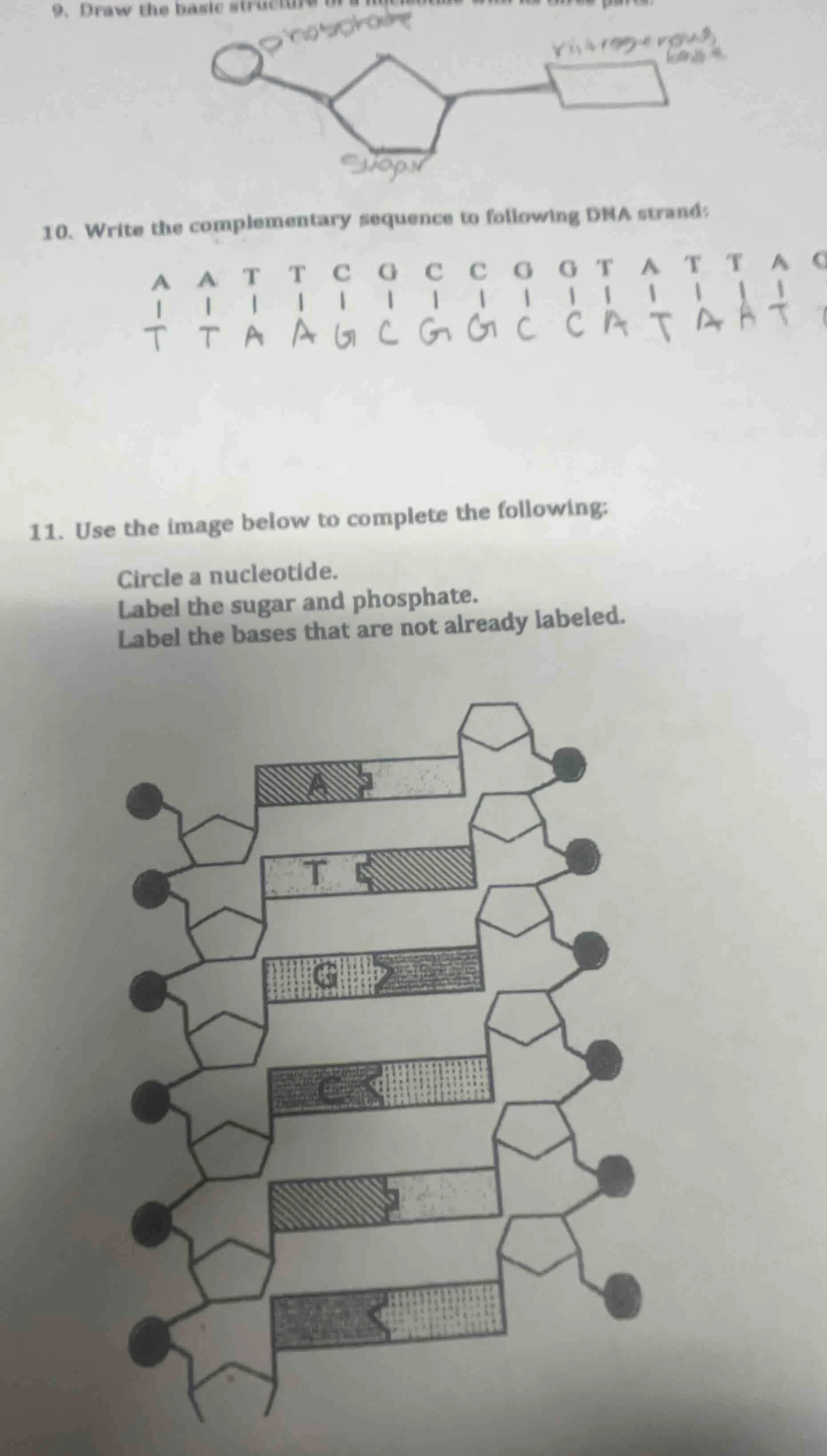 9. draw the basic structure of a nucleotide with its three parts. 10. w…