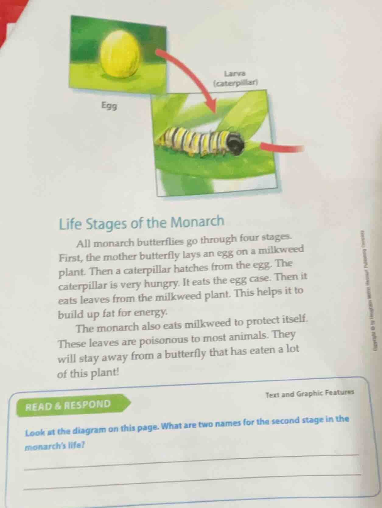 life stages of the monarch all monarch butterflies go through four stag…