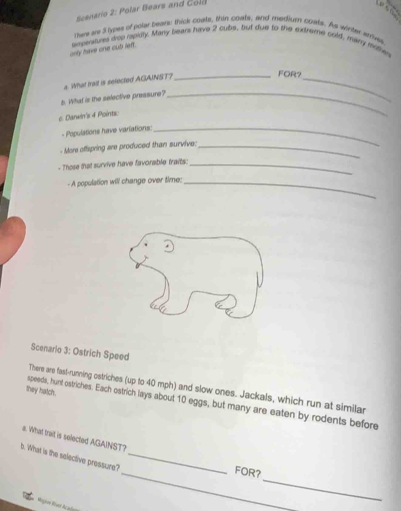 scenario 2: polar bears and cold there are 3 types of polar bears: thic…