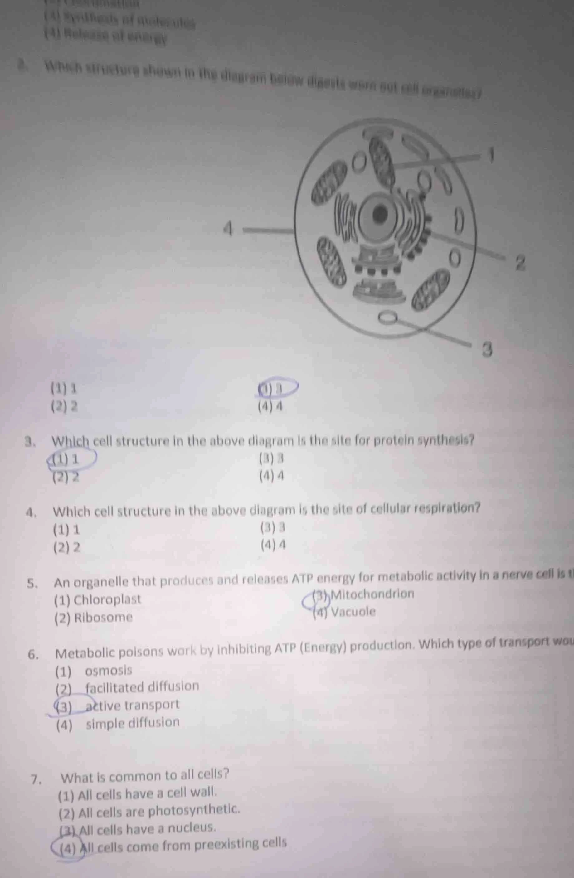 (3) synthesis of molecules (4) release of energy 2. which structure sho…