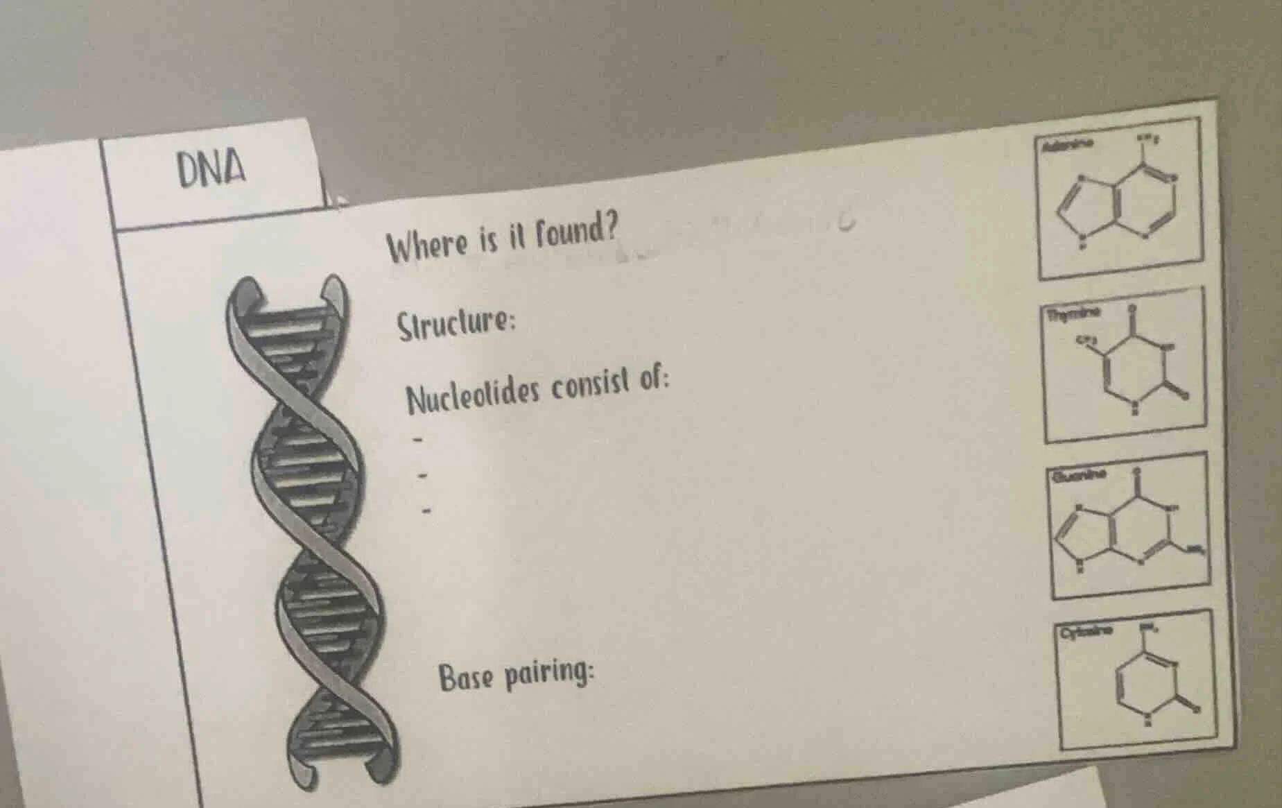 dna where is it found? structure: nucleotides consist of: - - - base pa…
