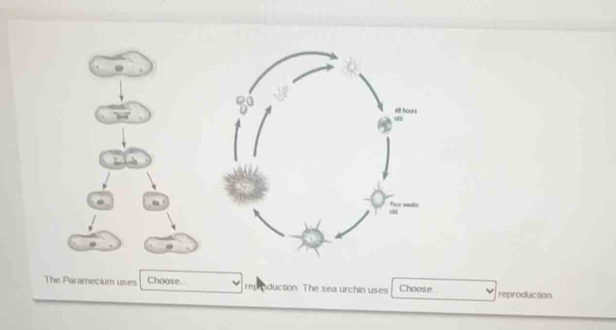 the paramecium uses choose reproduction. the sea urchin uses choose rep…