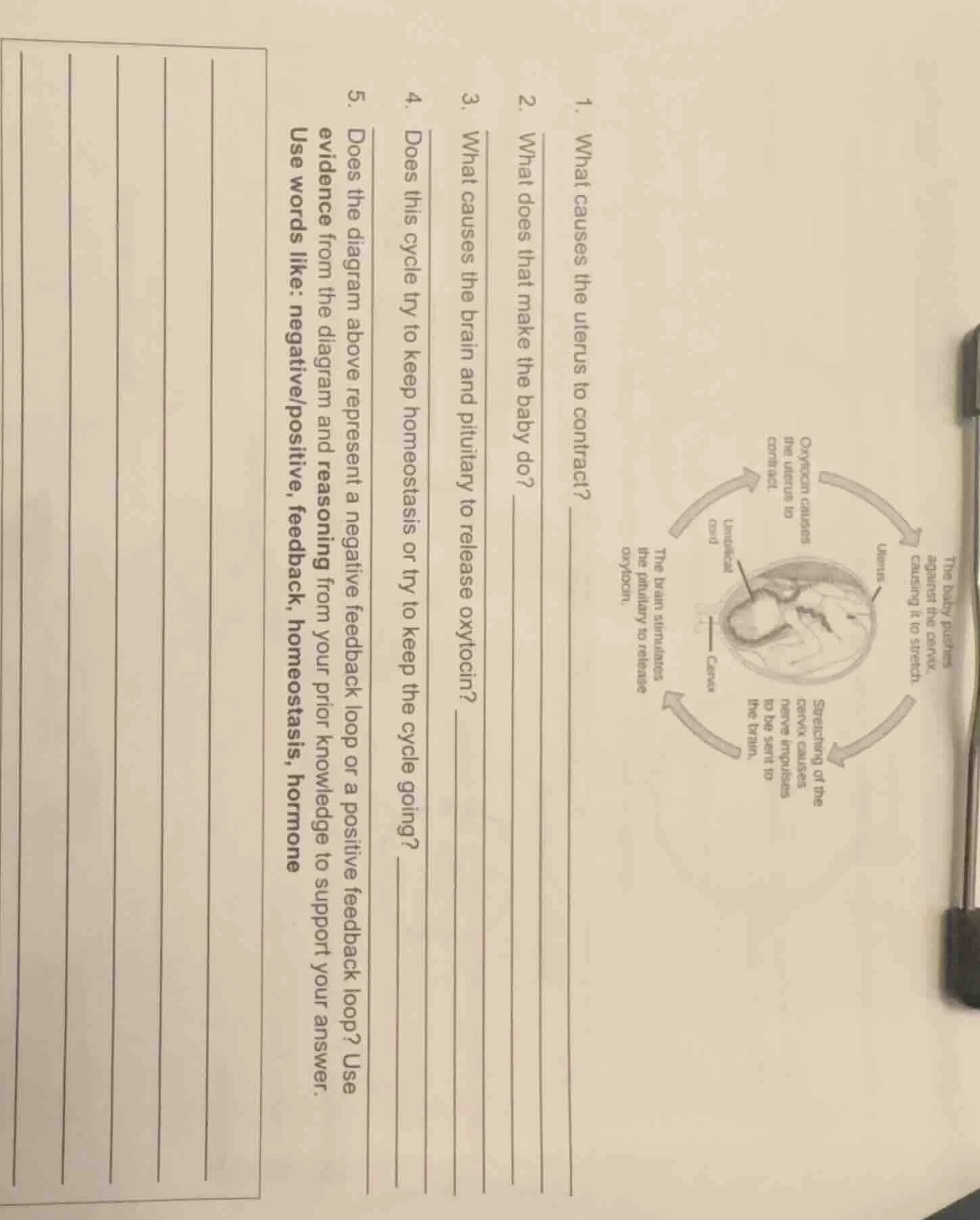 1. what causes the uterus to contract? 2. what does that make the baby …