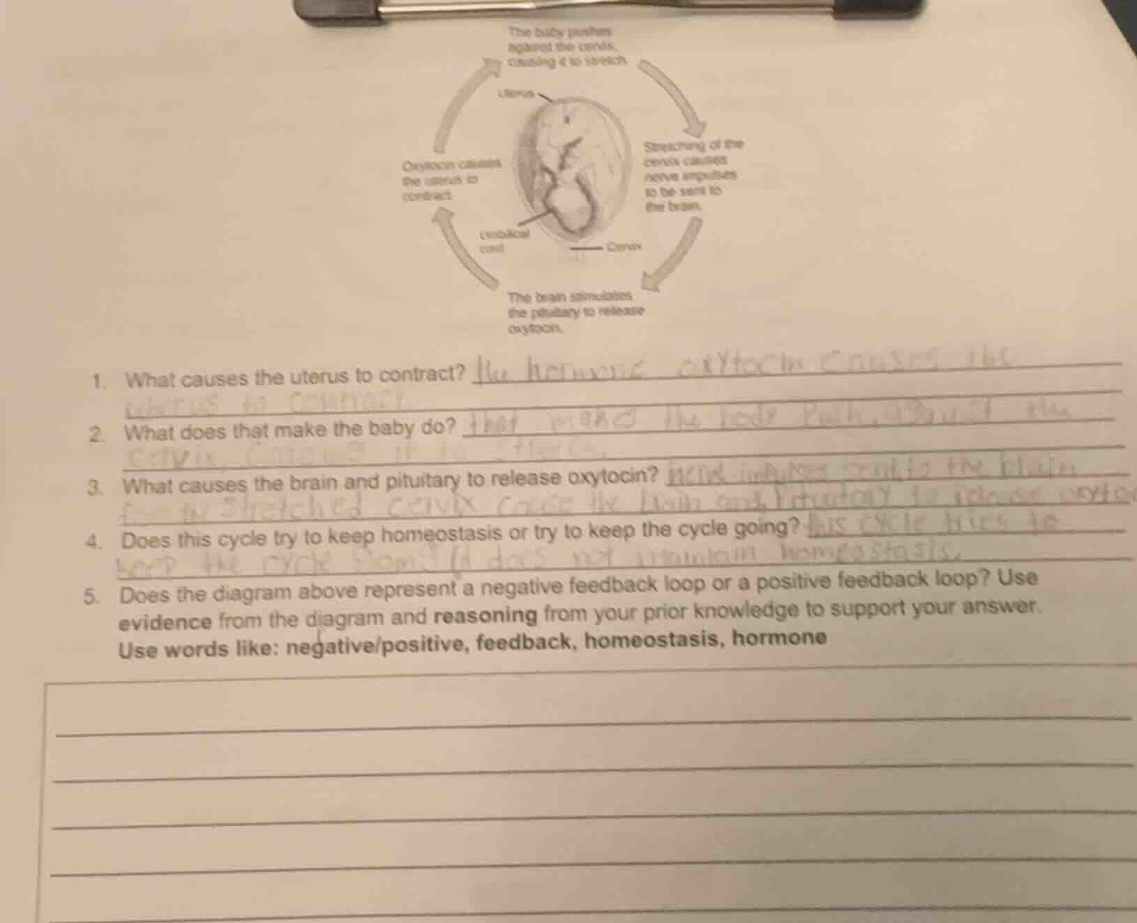 1. what causes the uterus to contract? 2. what does that make the baby …