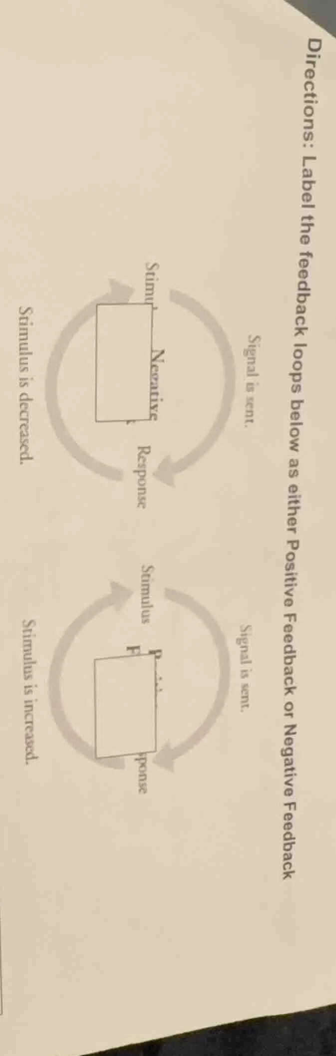 directions: label the feedback loops below as either positive feedback …