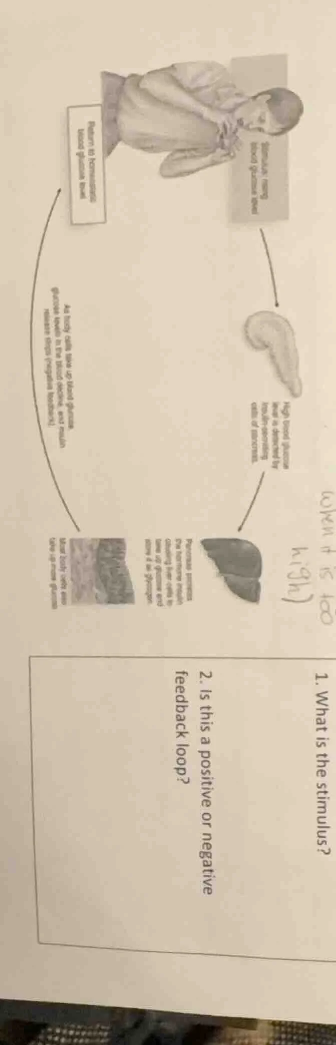 1. what is the stimulus? 2. is this a positive or negative feedback loo…