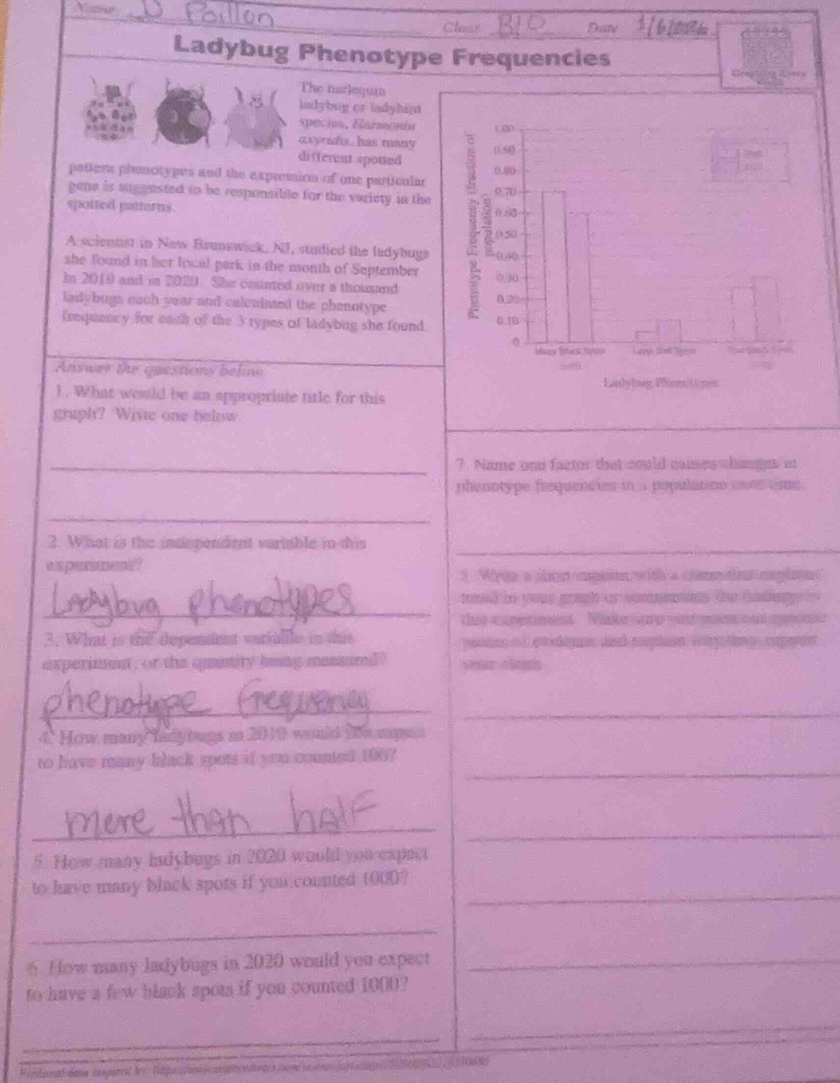 name: paillon class: bio date: 1/6/2024 ladybug phenotype frequencies t…