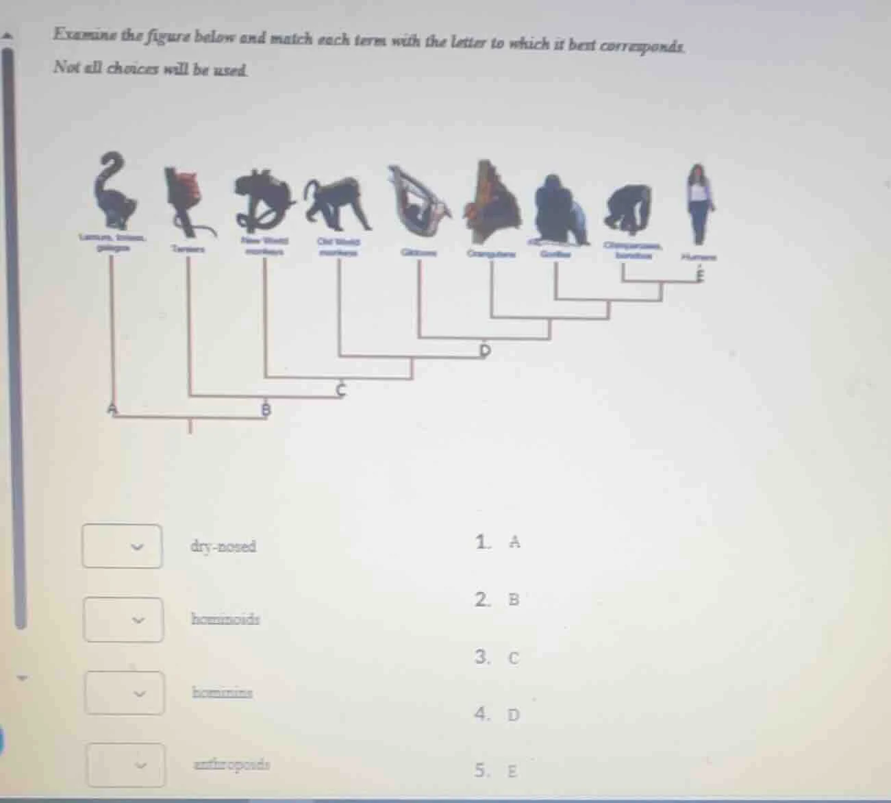 examine the figure below and match each term with the letter to which i…