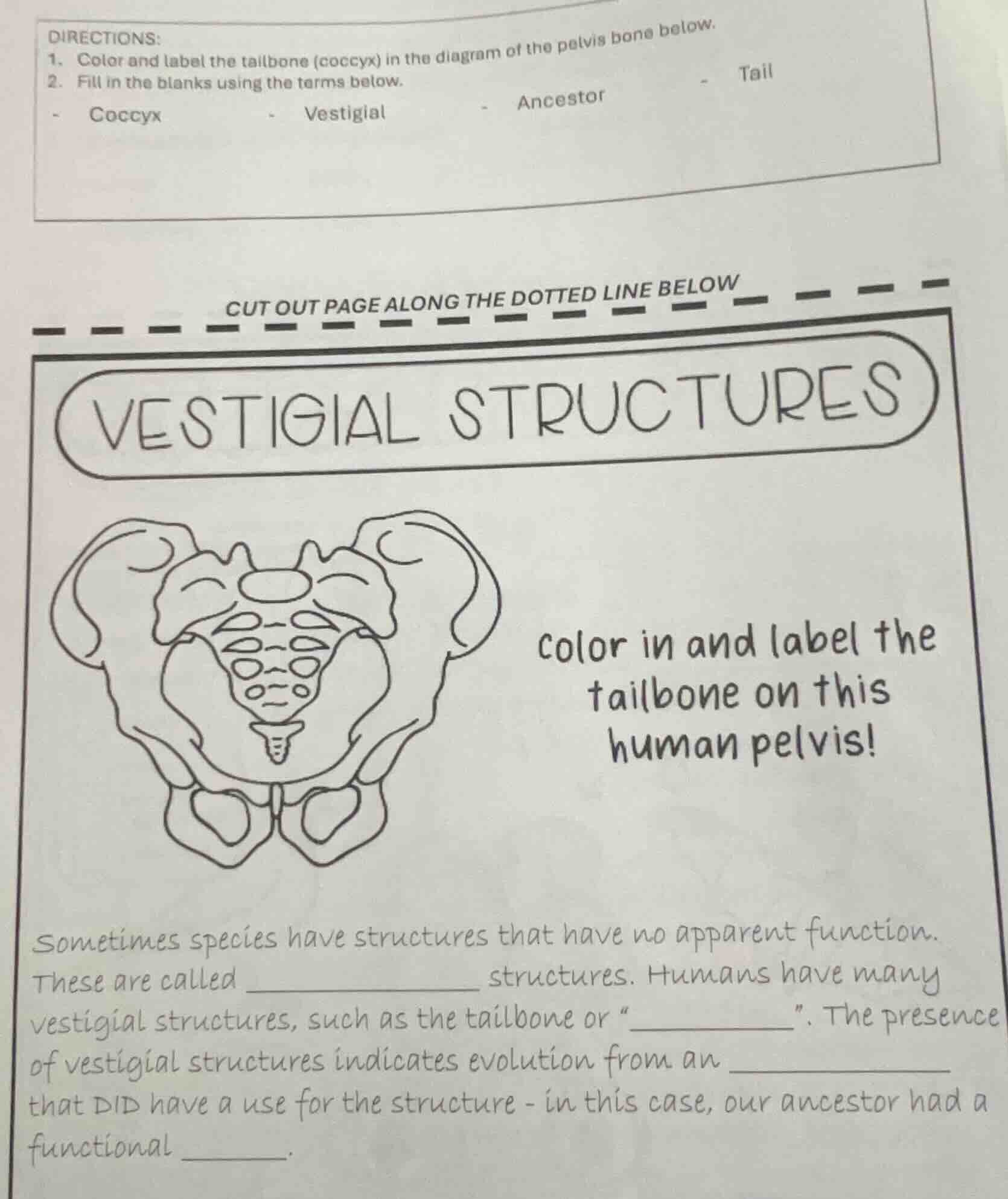 directions: 1. color and label the tailbone (coccyx) in the diagram of …