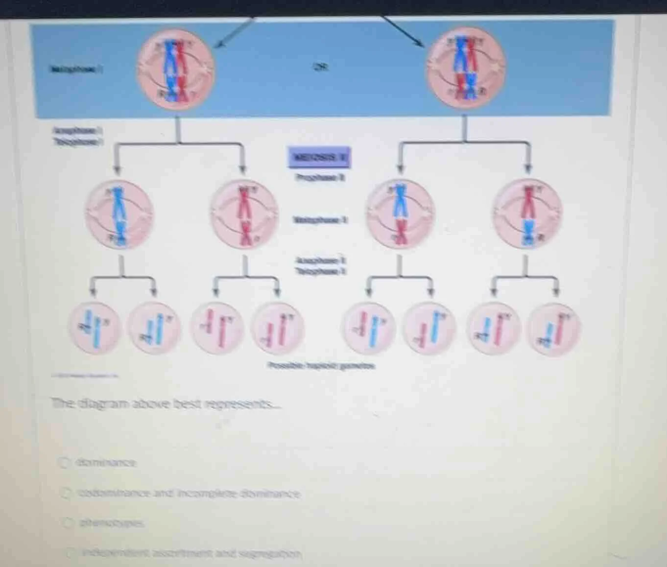 the diagram above best represents... - dominance - codominance and inco…