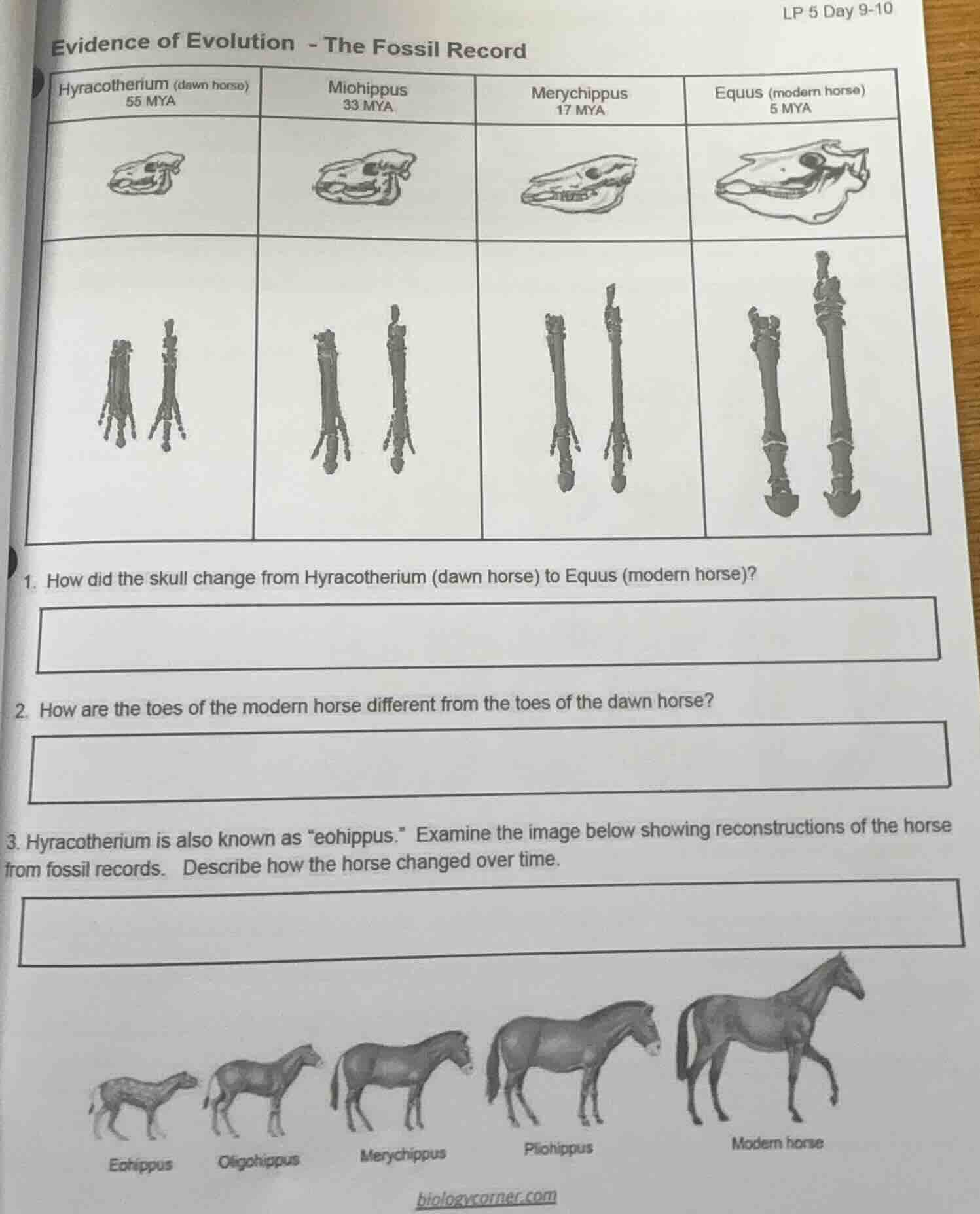 lp 5 day 9-10 evidence of evolution - the fossil record hyracotherium (…