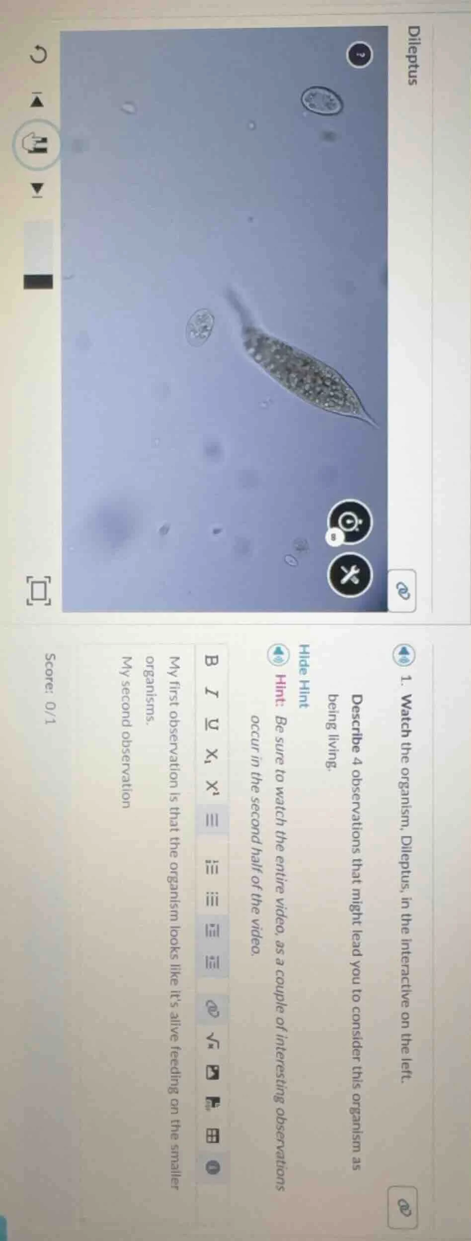 dileptus 1. watch the organism, dileptus, in the interactive on the lef…