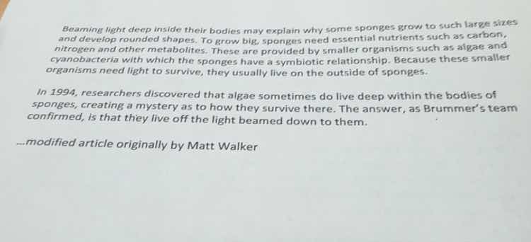 beaming light deep inside their bodies may explain why some sponges gro…