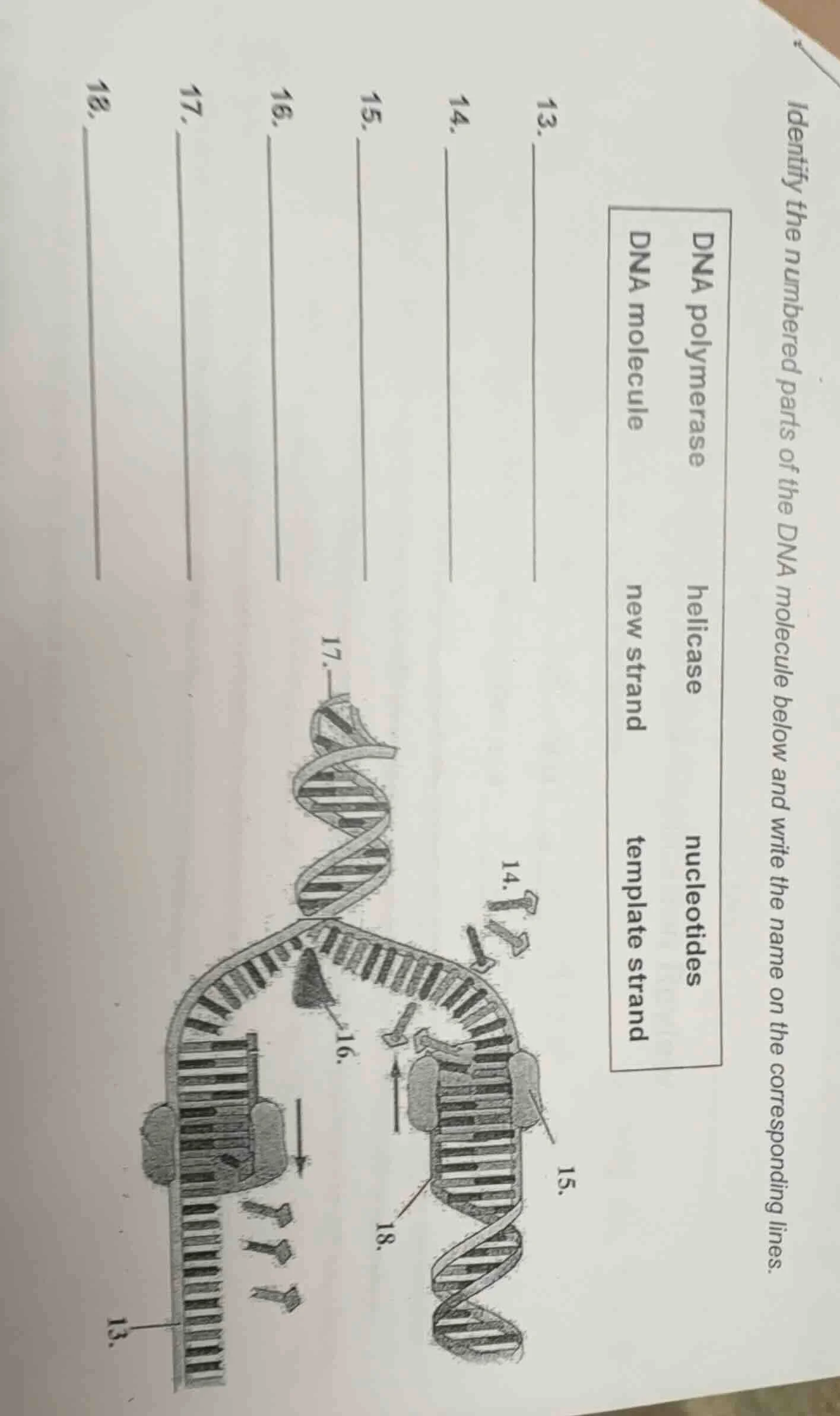 identify the numbered parts of the dna molecule below and write the nam…