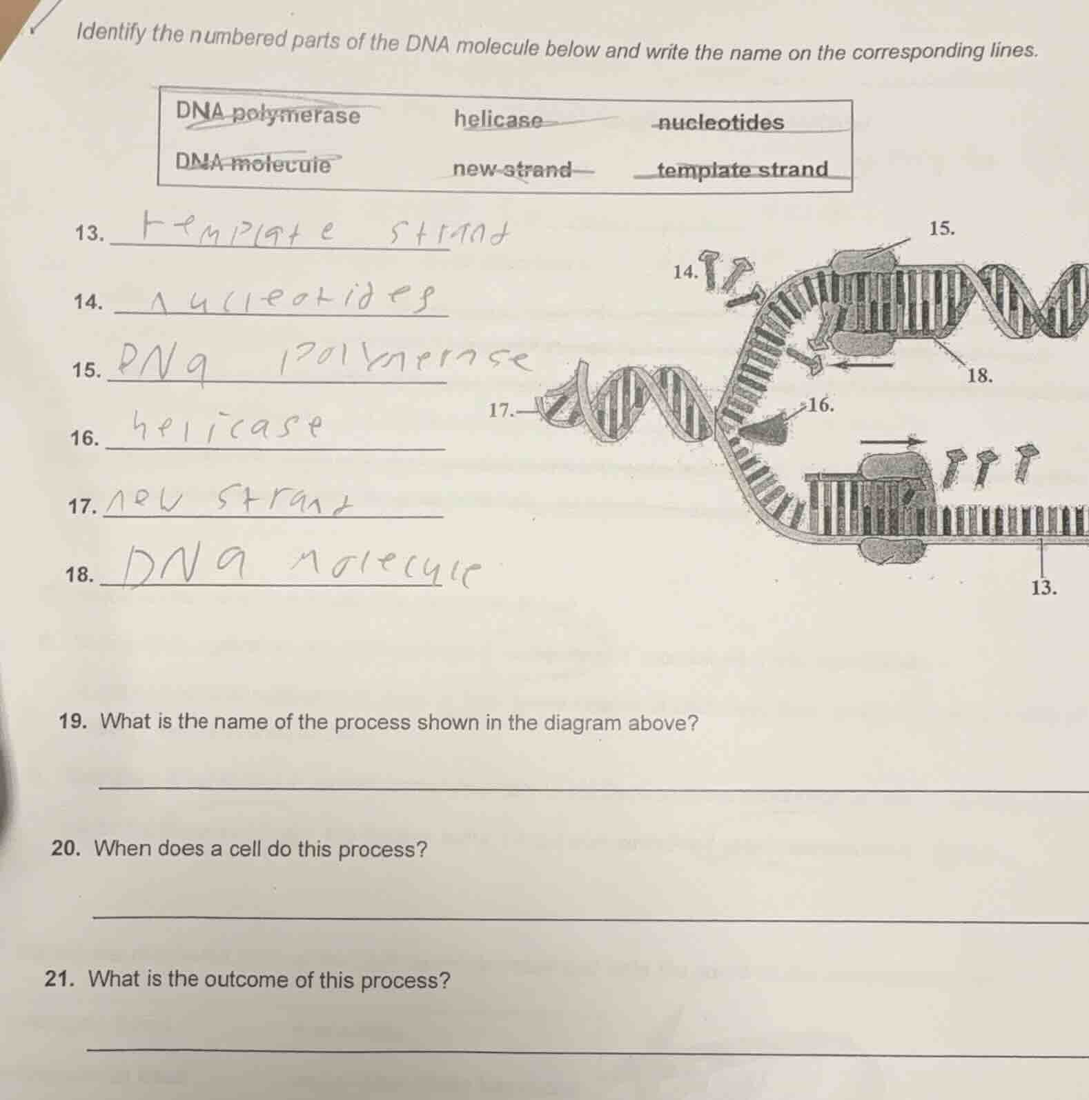 identify the numbered parts of the dna molecule below and write the nam…