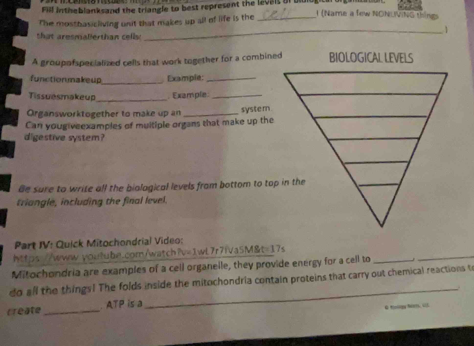 fill in the blanks and the triangle to best represent the levels of bio…