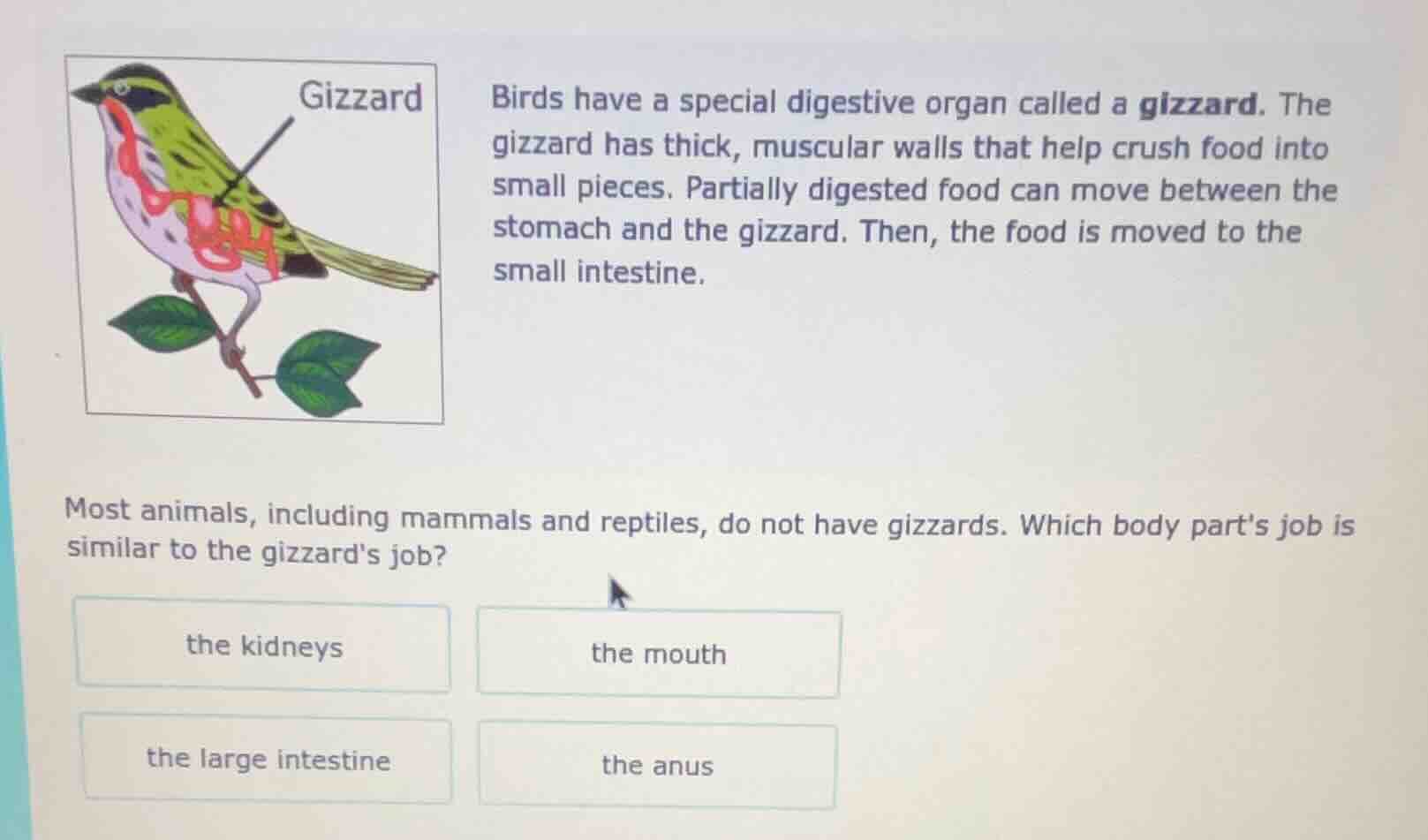 birds have a special digestive organ called a gizzard. the gizzard has …
