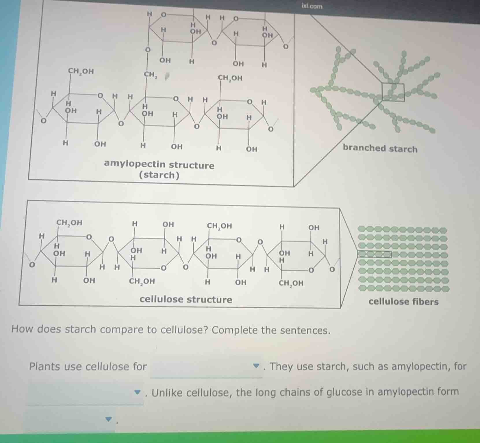 how does starch compare to cellulose? complete the sentences. plants us…