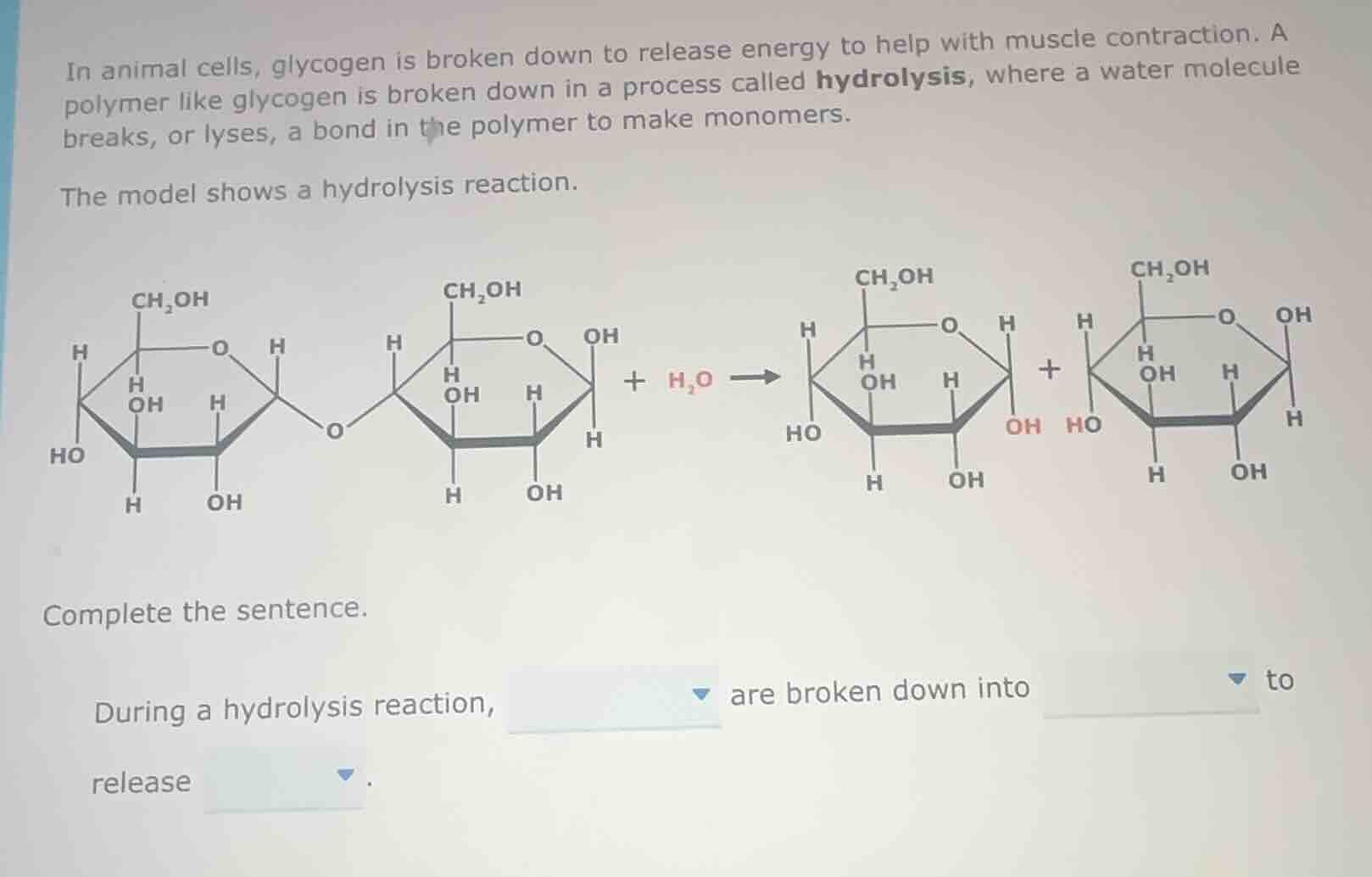 in animal cells, glycogen is broken down to release energy to help with…