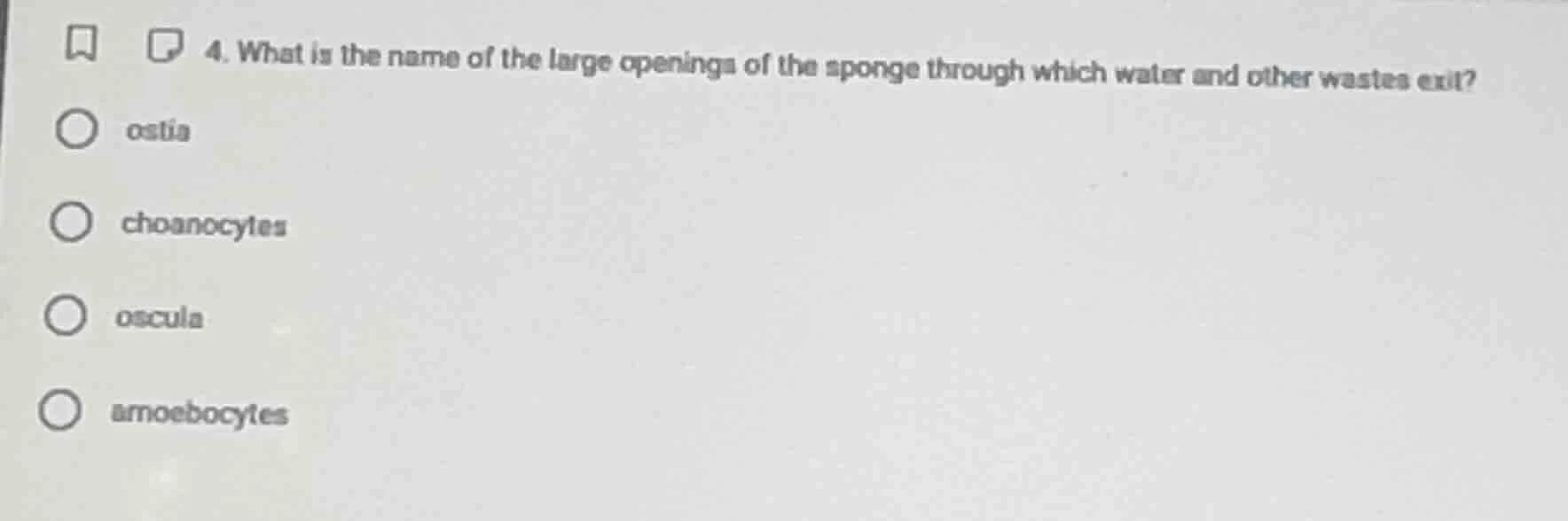 4. what is the name of the large openings of the sponge through which w…