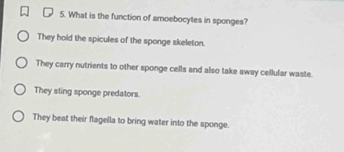 5. what is the function of amoebocytes in sponges? they hold the spicul…