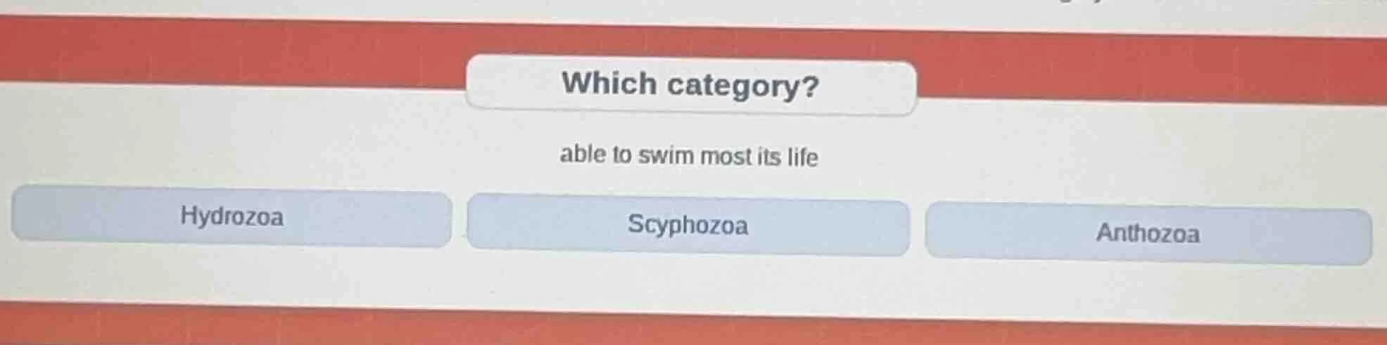 which category? able to swim most its life hydrozoa scyphozoa anthozoa